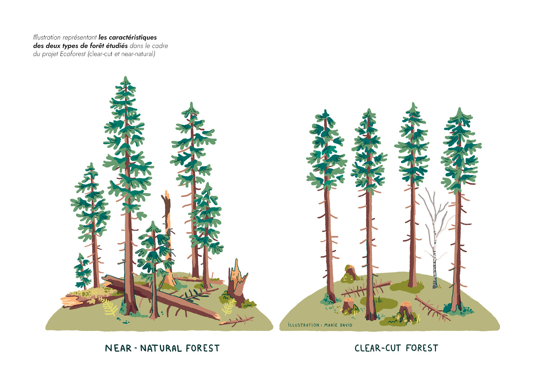 near-natural forest and clear-cut forest