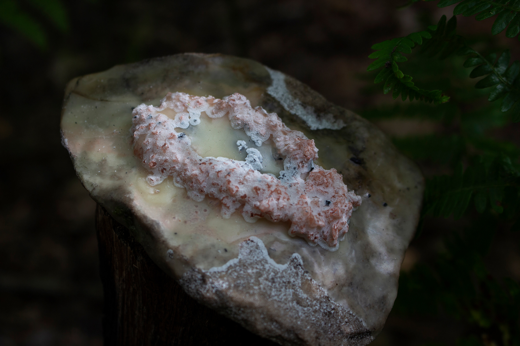 Installation view, June 2024, Fontainebleau Forest. Photo: Mathilde Nicol