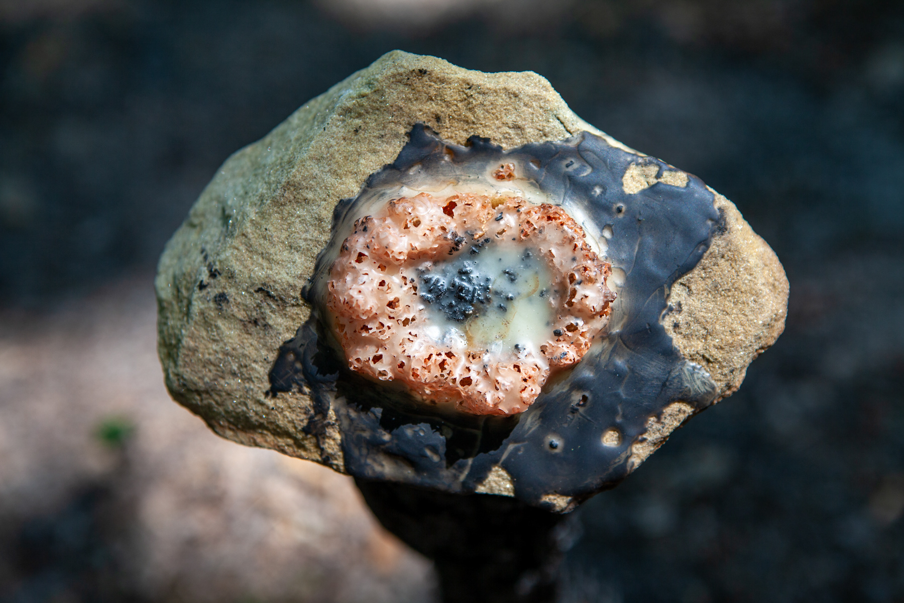 Installation view, June 2024, Fontainebleau Forest