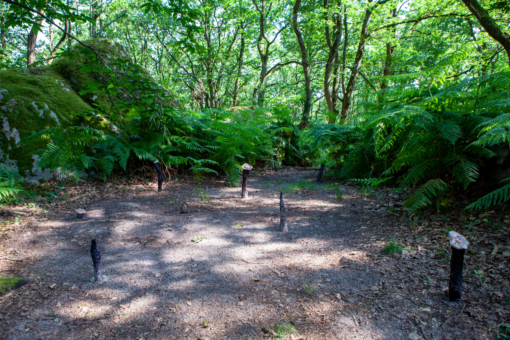 Installation view, June 2024, Fontainebleau Forest
