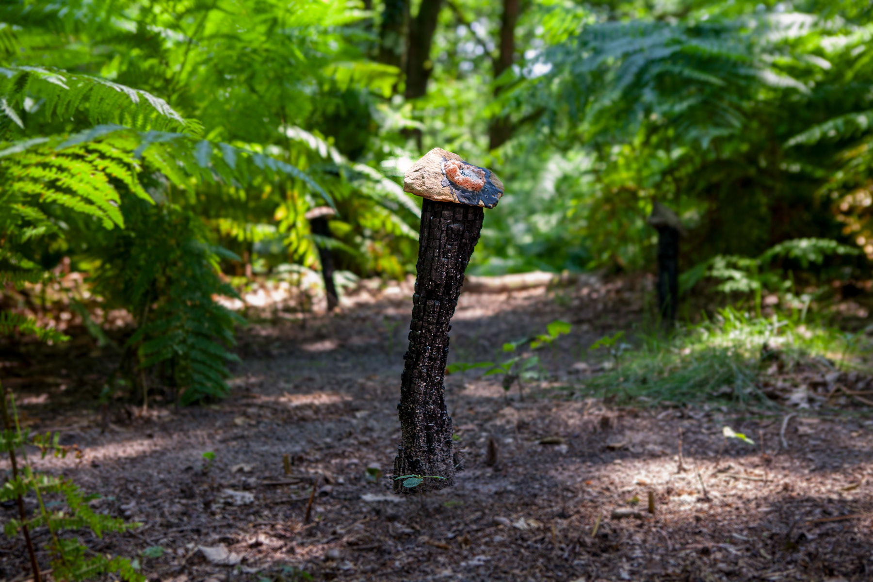 Installation view, June 2024, Fontainebleau Forest