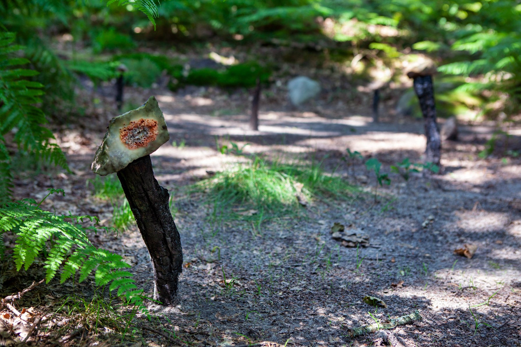 Installation view, June 2024, Fontainebleau Forest