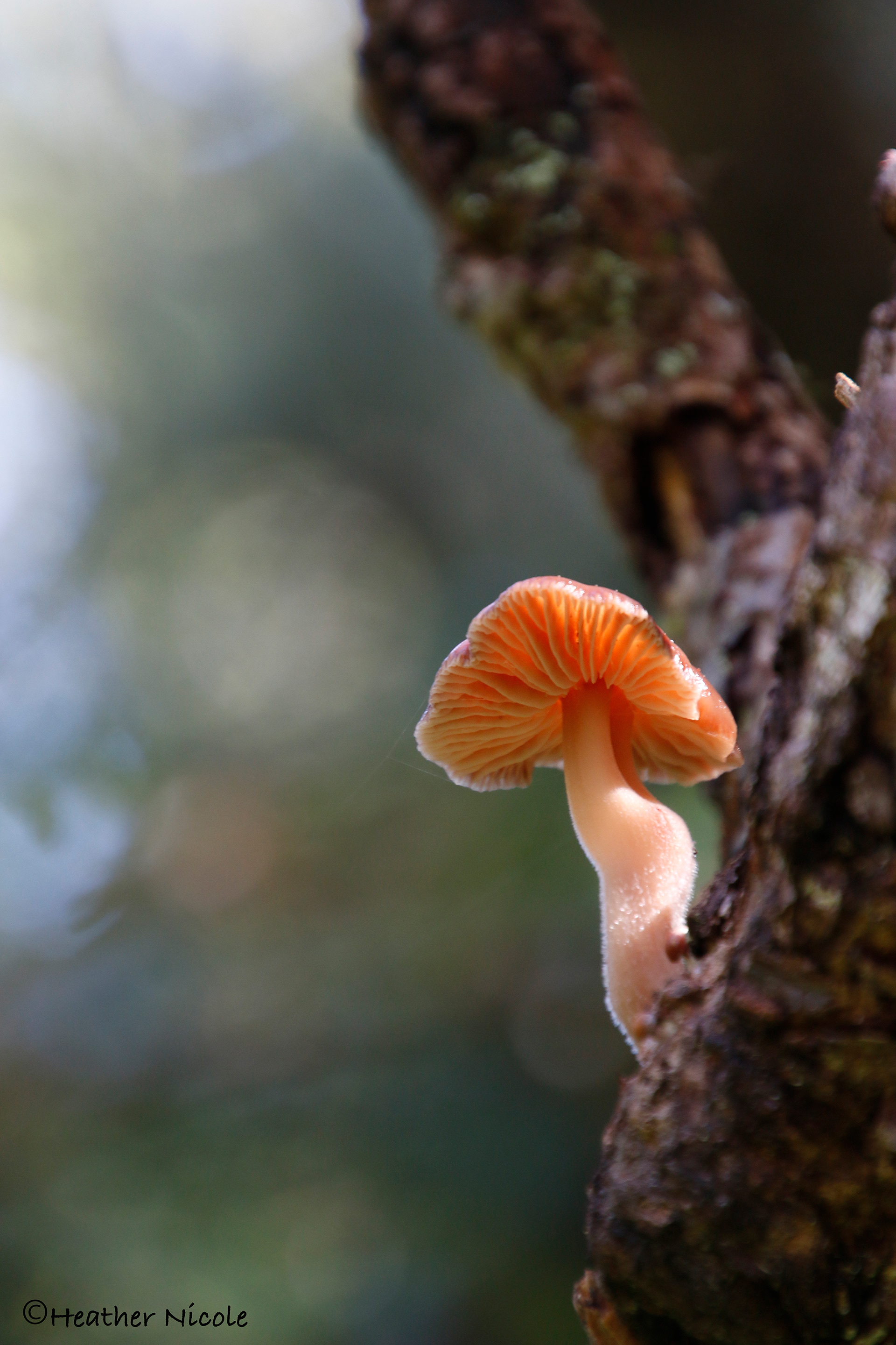 Mighty Mushroom - ©MomentsbyHeatherNicole