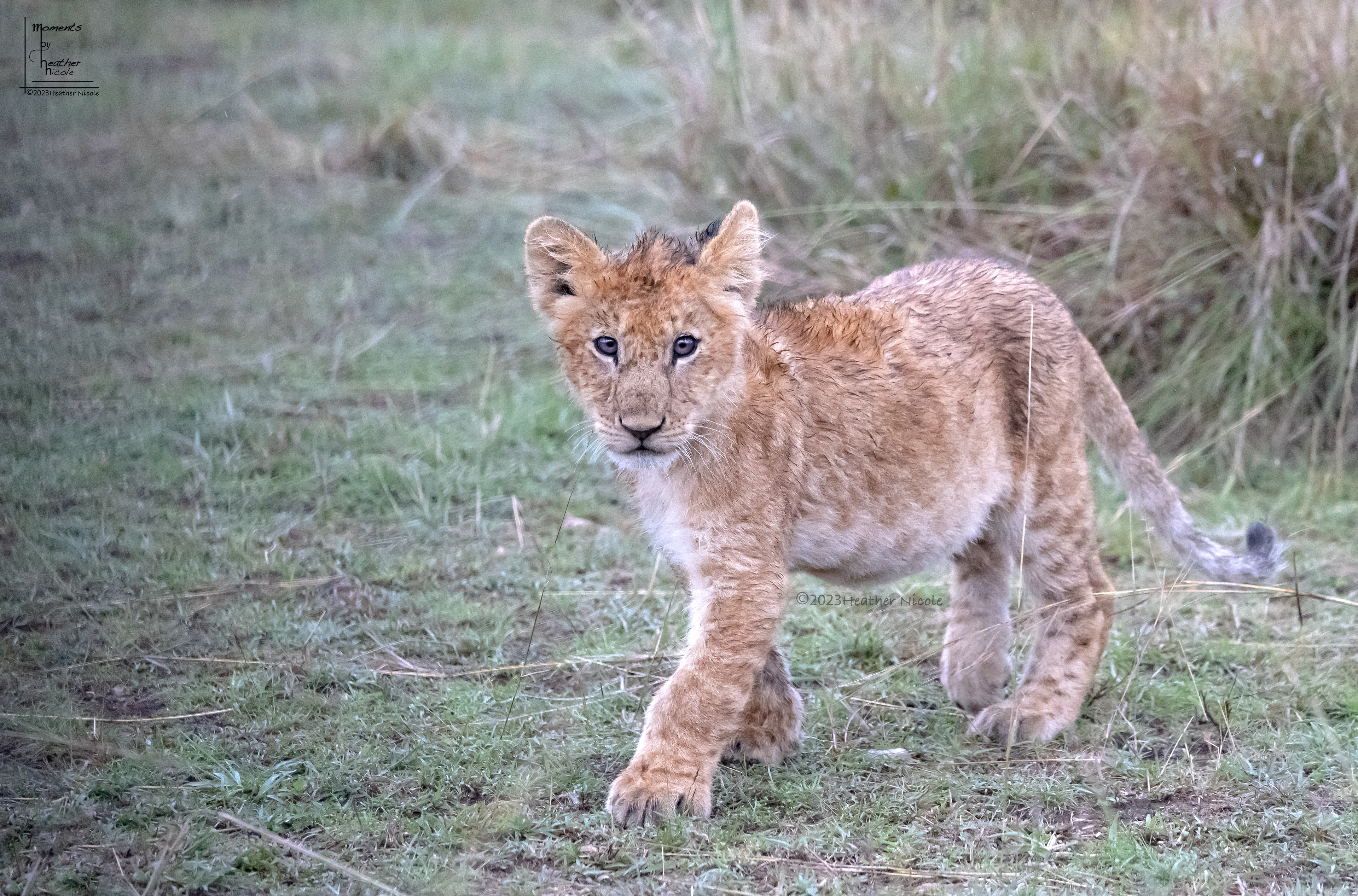 Curious Cub - ©MomentsbyHeatherNicole