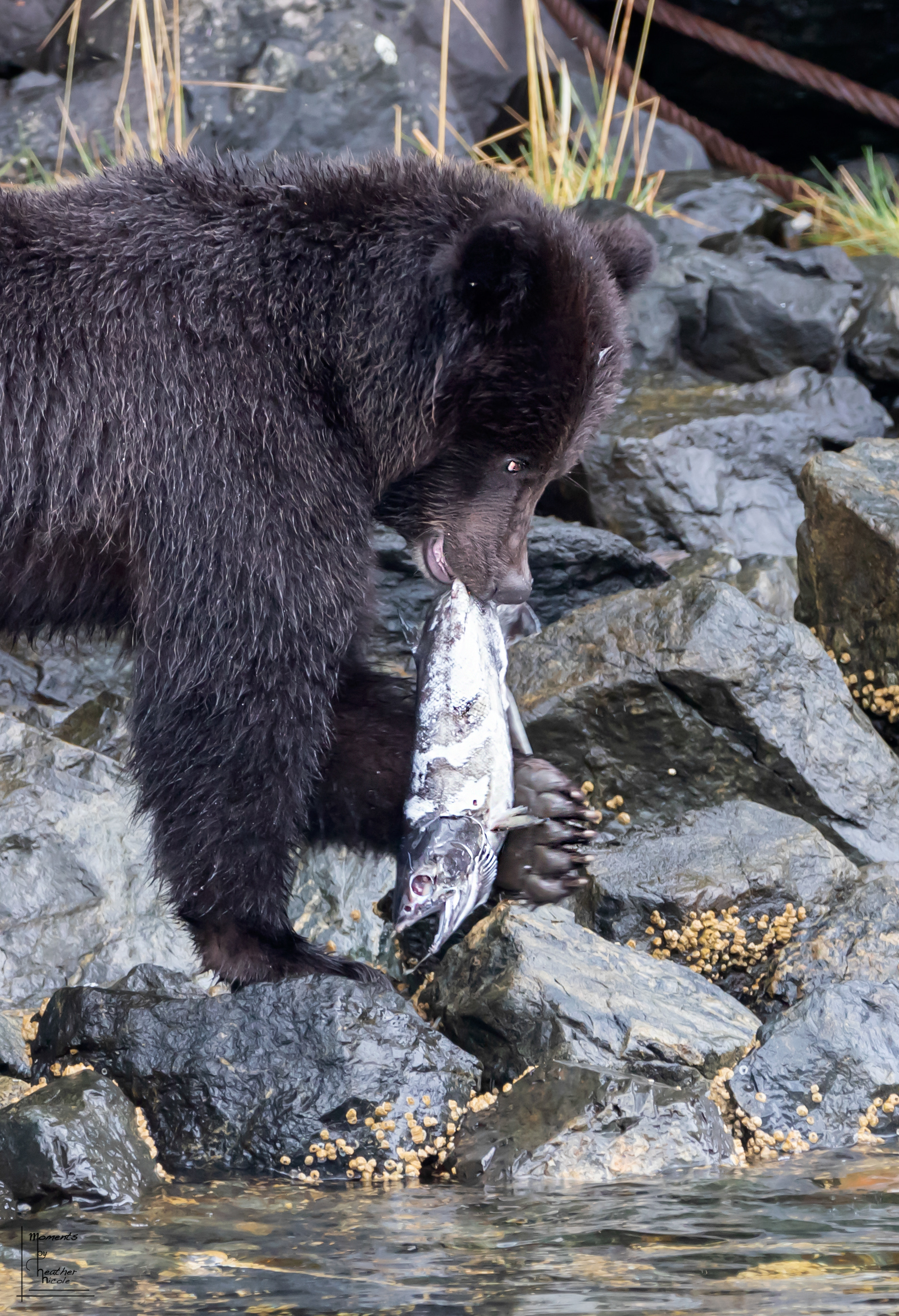 Sad Salmon