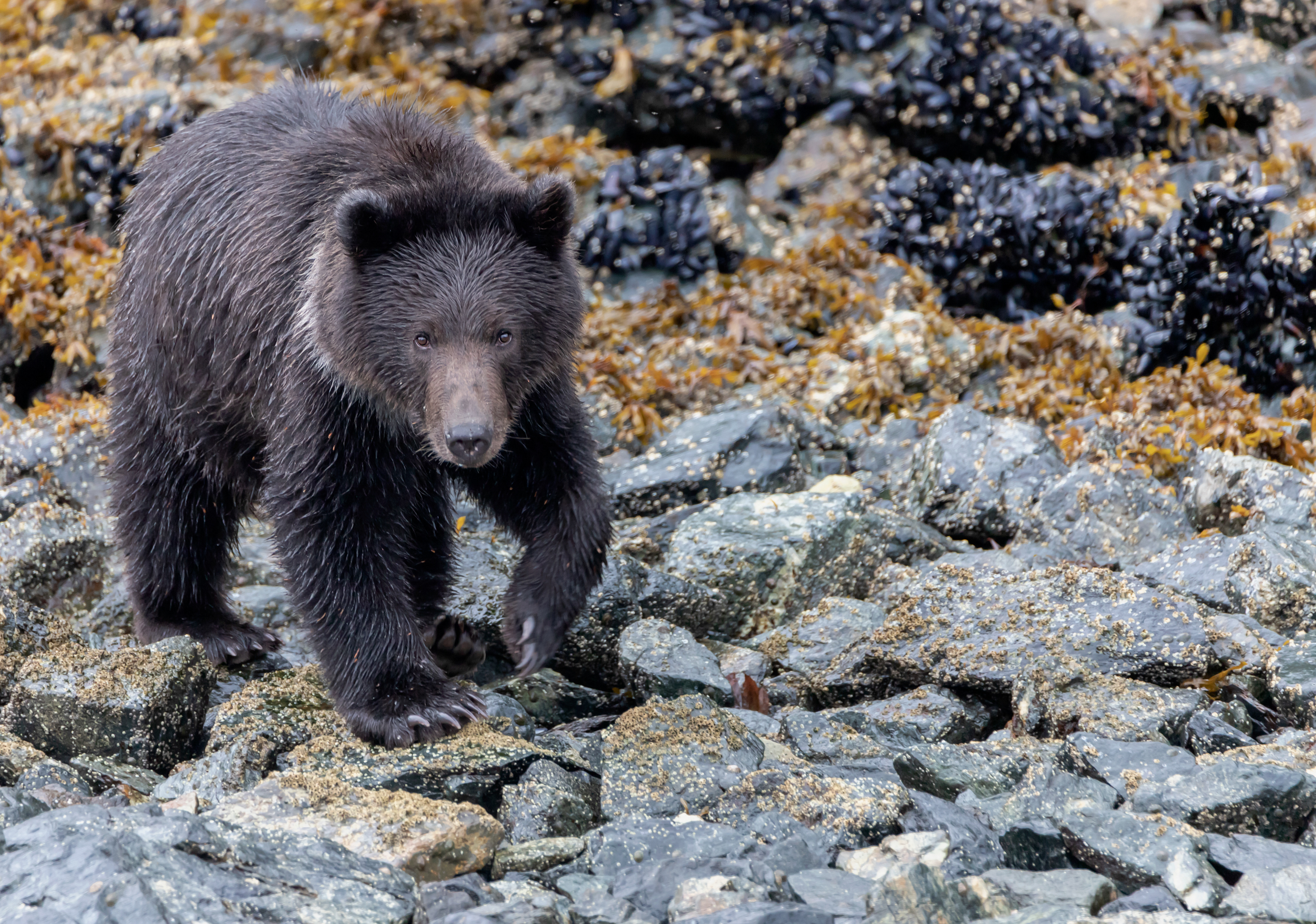 Looking For Lunch  - ©MomentsbyHeatherNicole