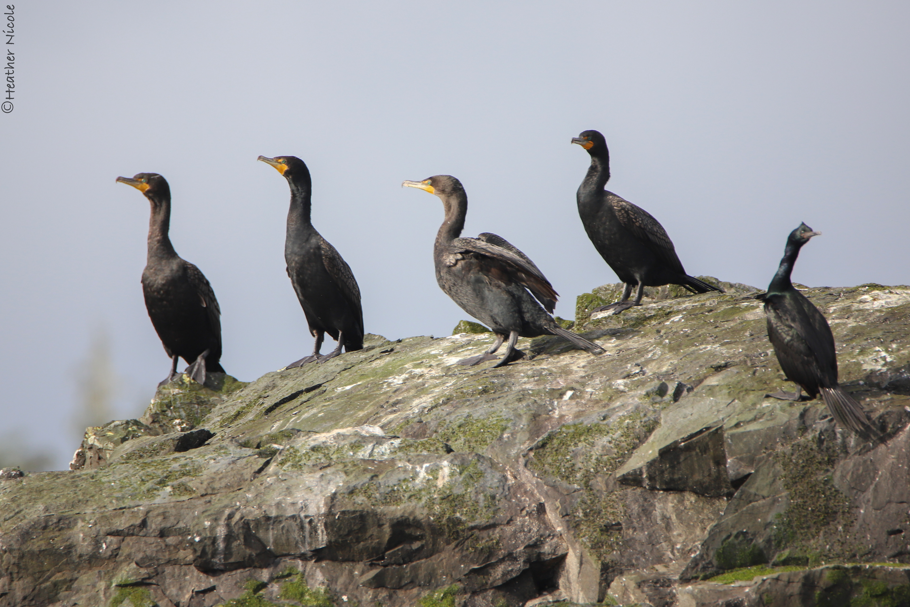 Double Breasted Cormorants - ©MomentsbyHeatherNicole