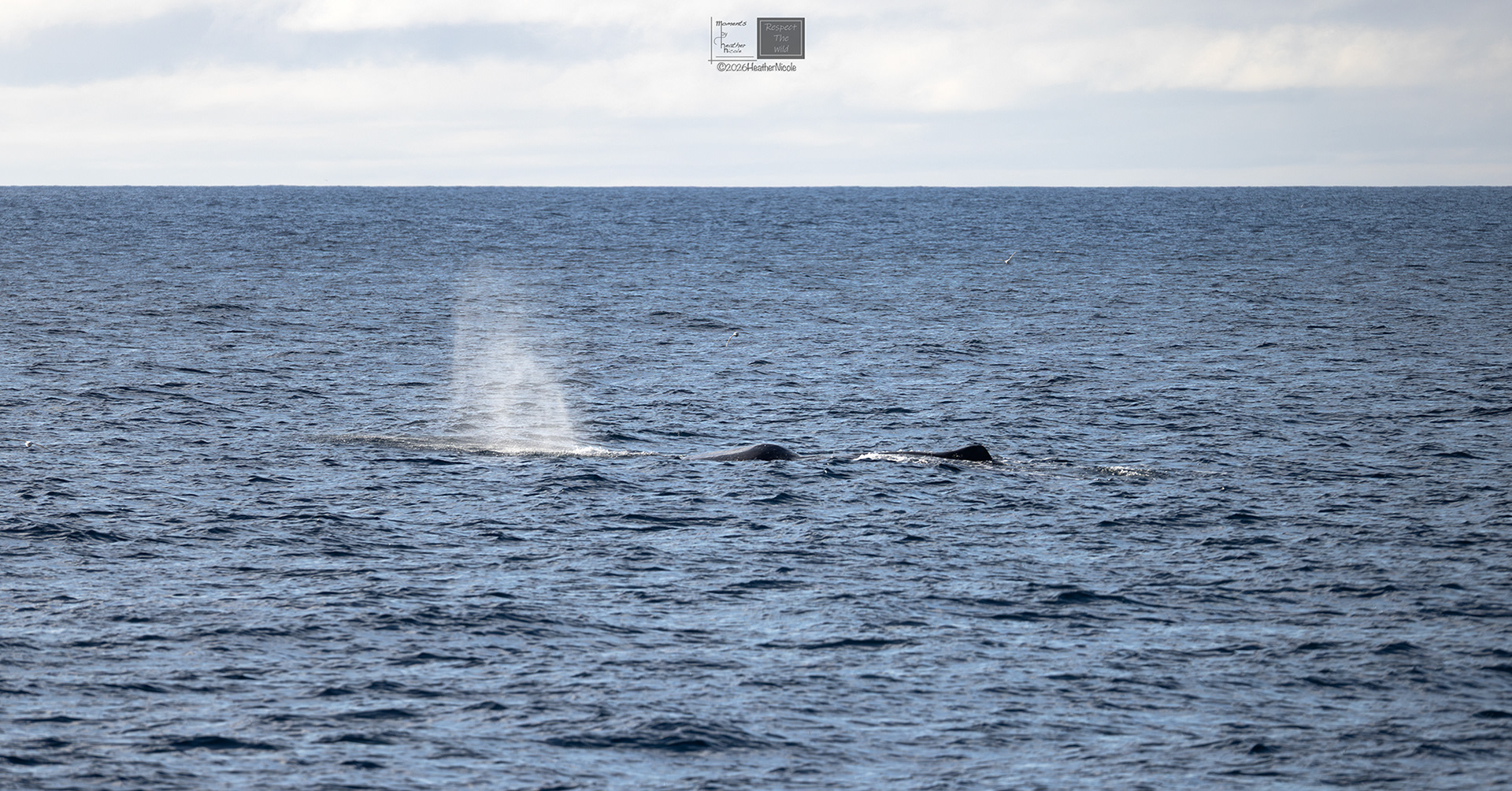 The Spermwhale