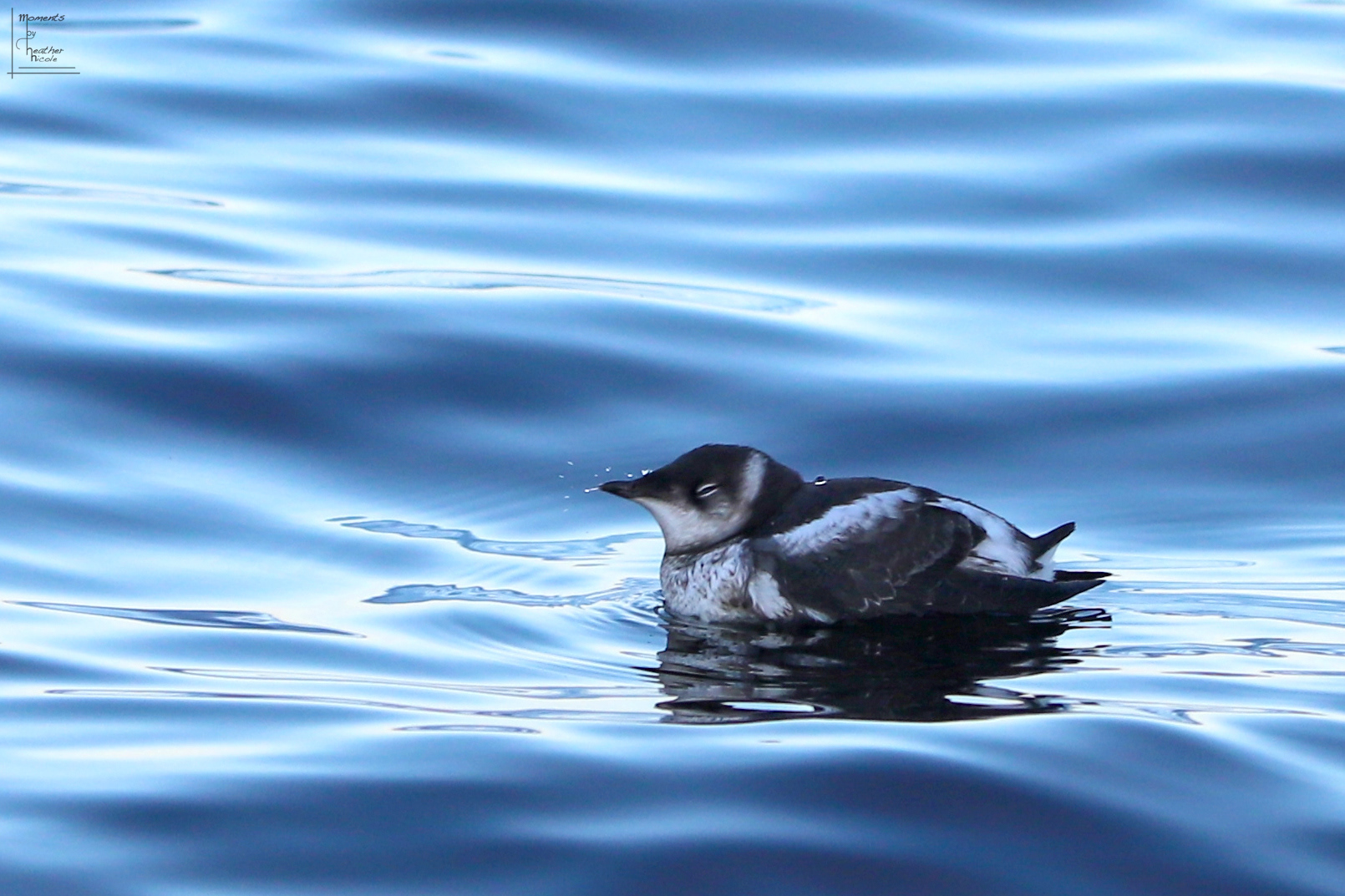 Marbled Marlet - ©MomentsbyHeatherNicole