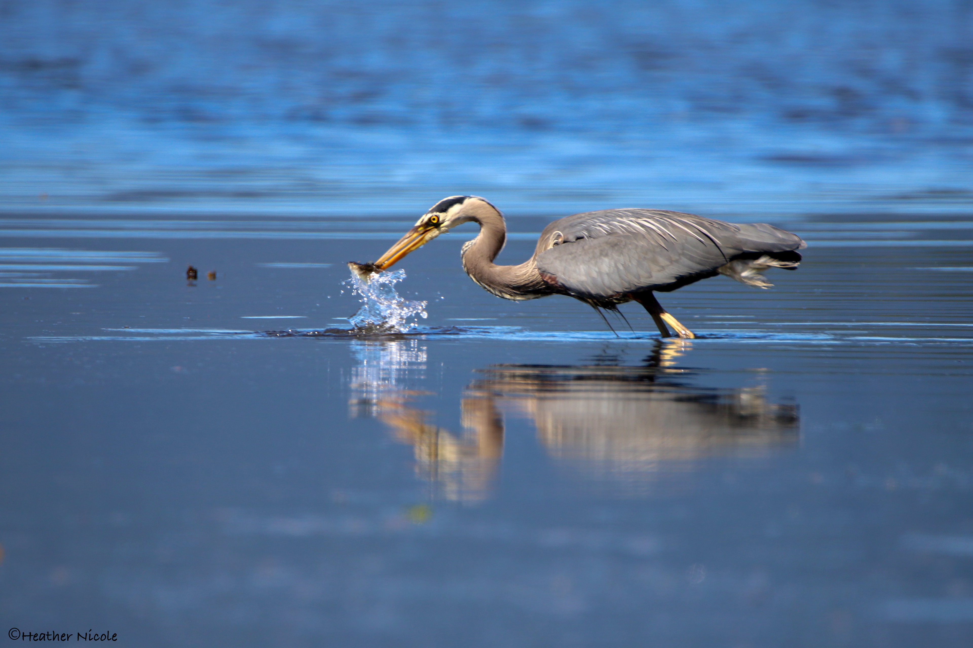 Great Catch! - ©MomentsbyHeatherNicole