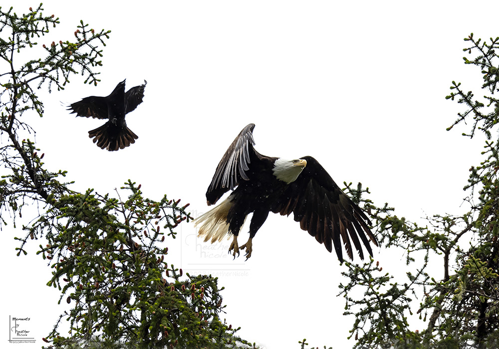 The Crow vs. The Eagle - ©MomentsbyHeatherNicole