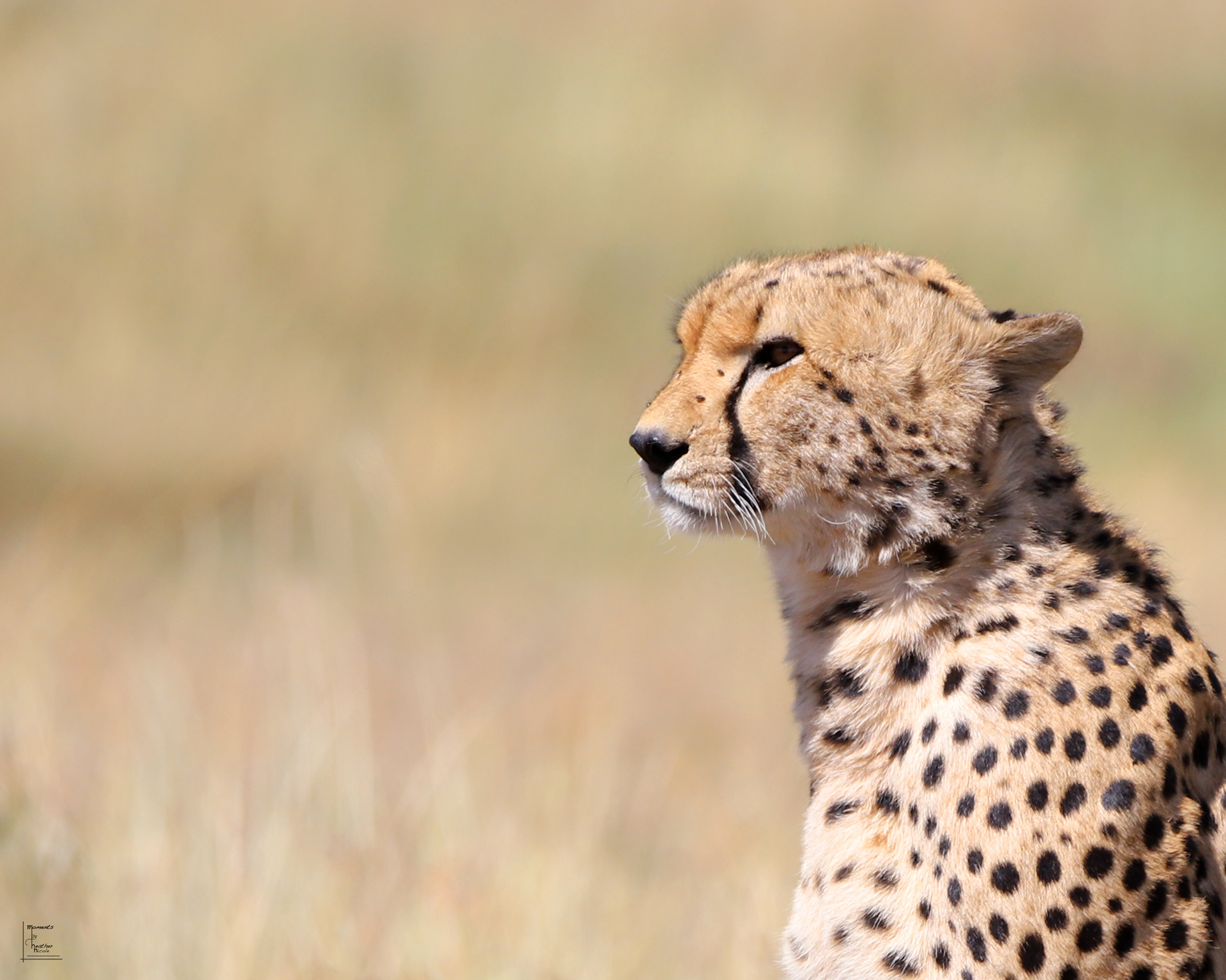 He Searches - ©MomentsbyHeatherNicole