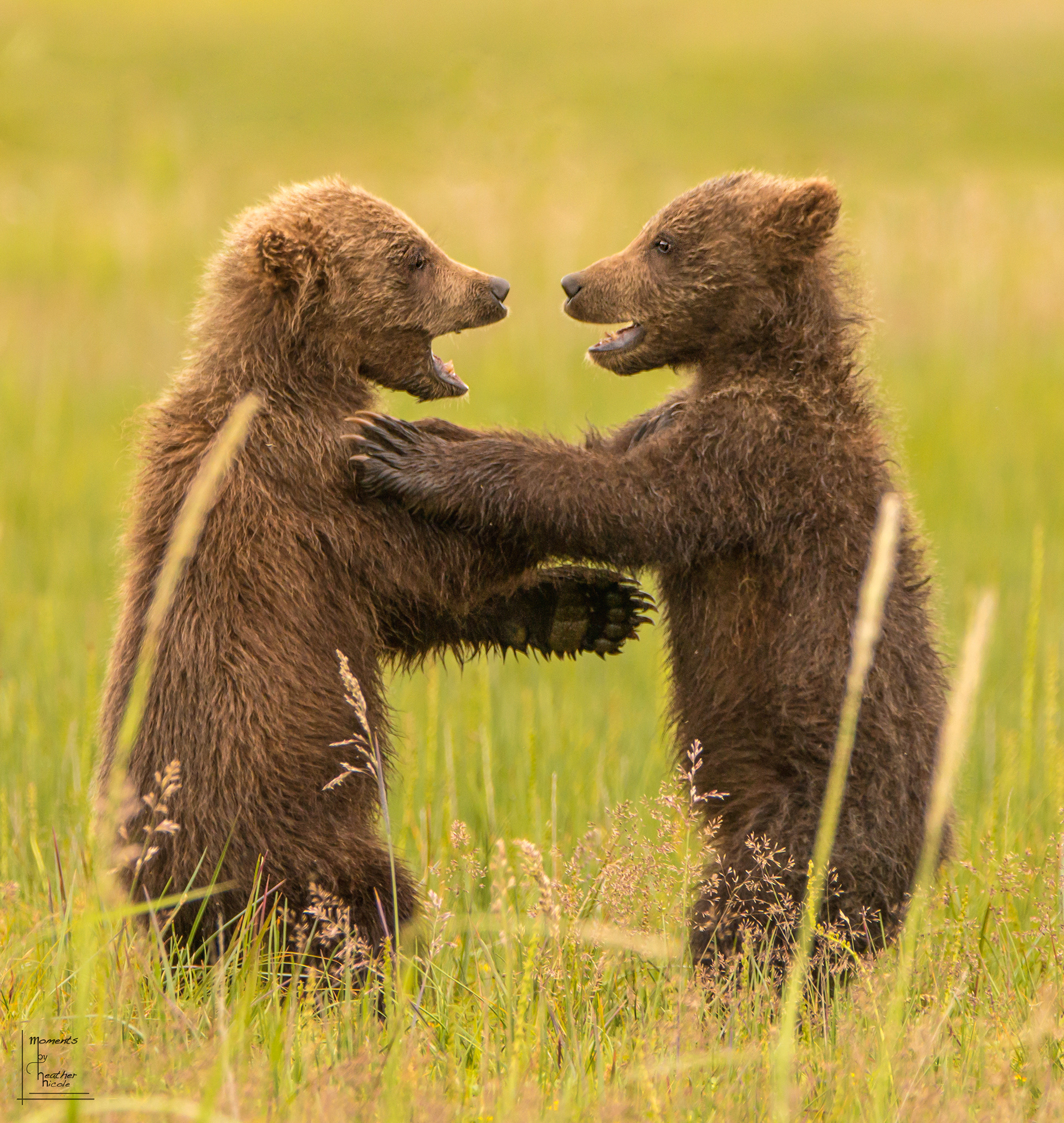 A pair of Coastal Brown Bear cubs are so excited to see each other, they can hardly contain themselves!