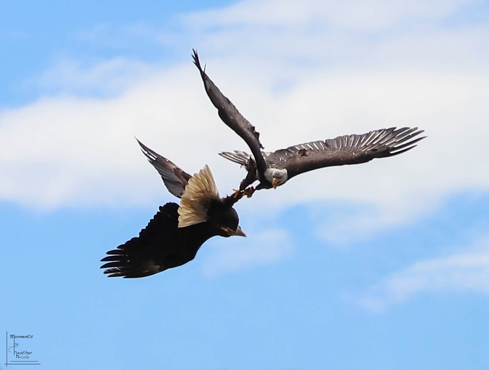 Bald Eagle Fish Fight ©MomentsbyHeatherNicole