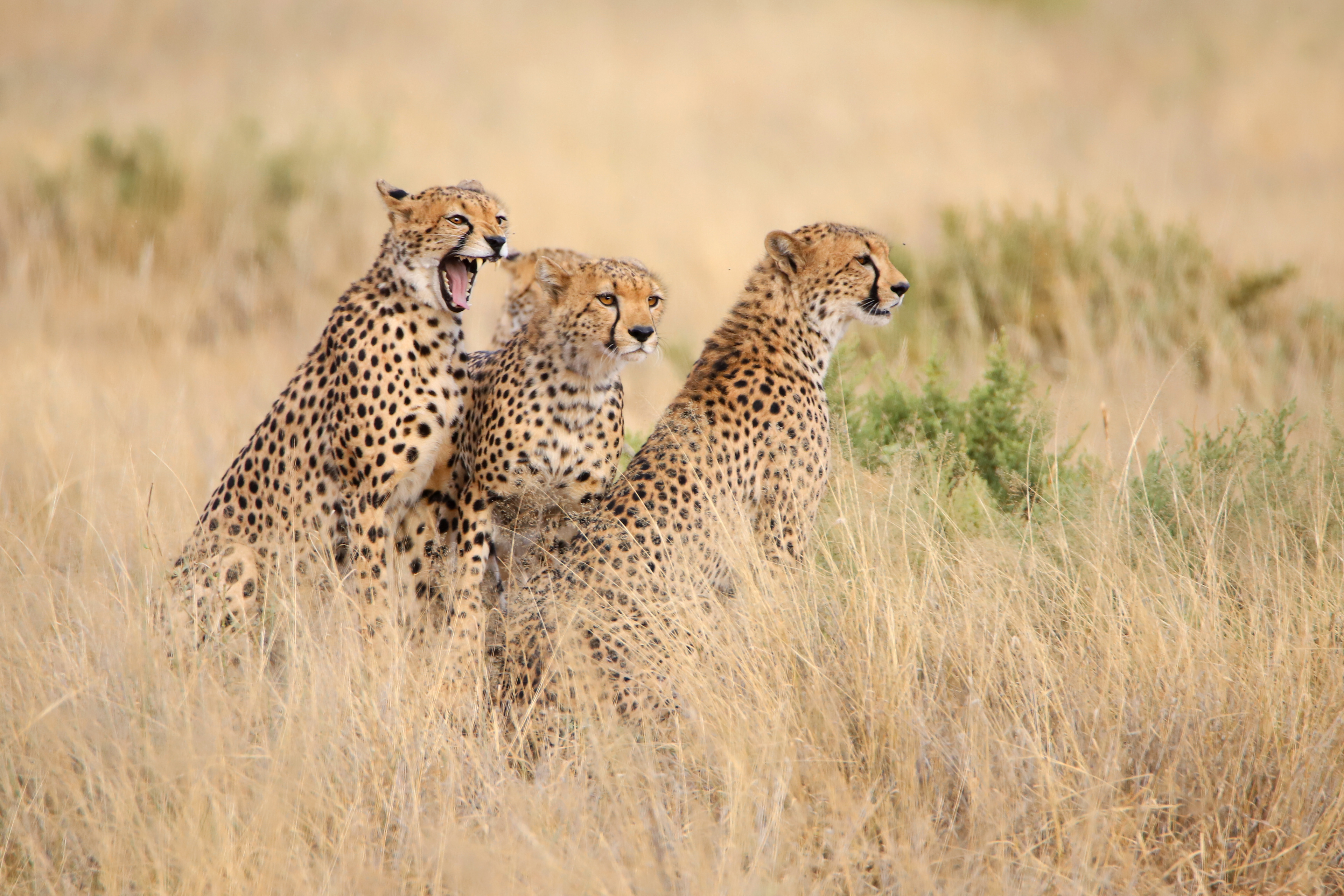 Screaming Cheetah ©MomentsbyHeatherNicole
