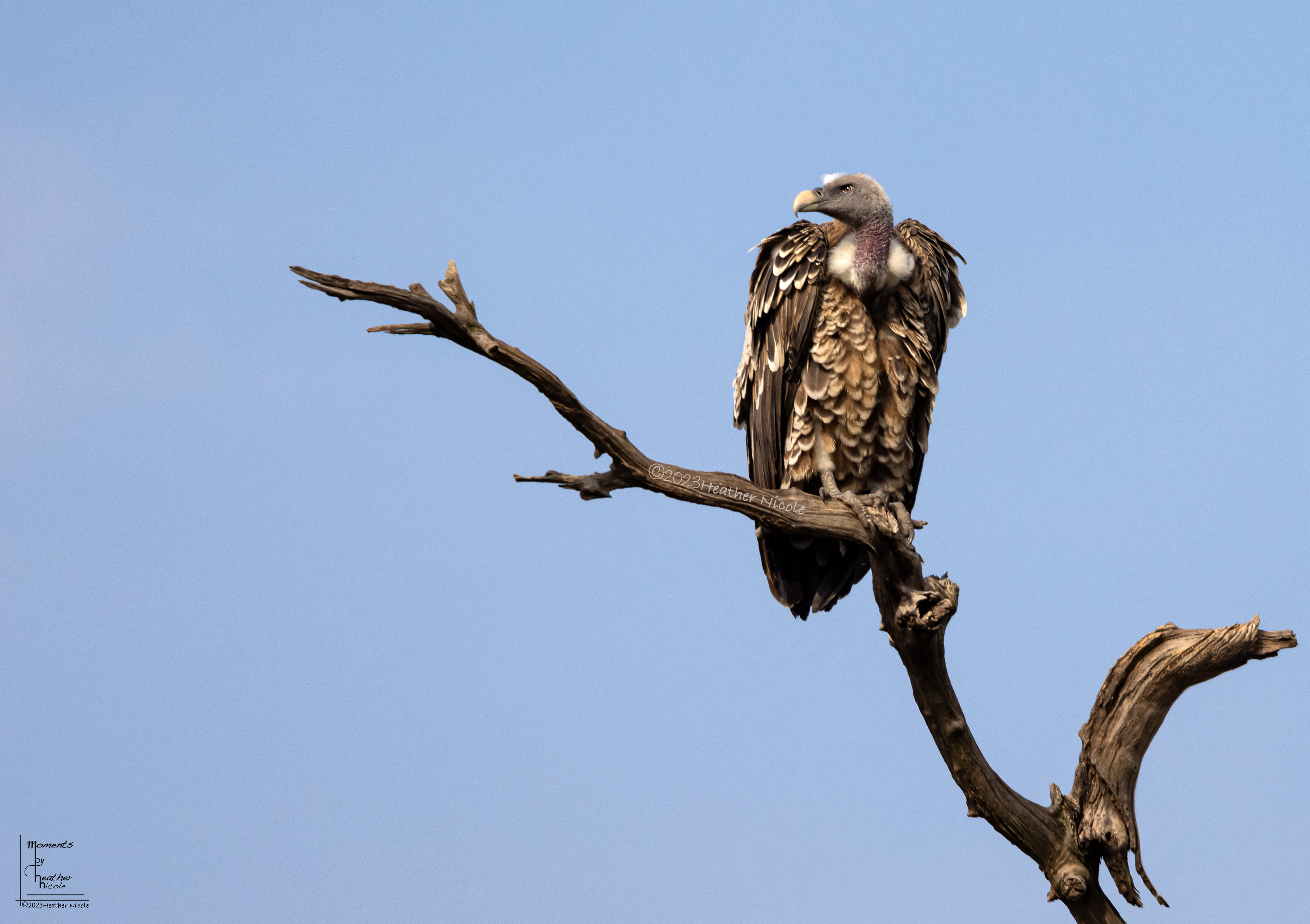 Ruppell's Griffon - ©MomentsbyHeatherNicole