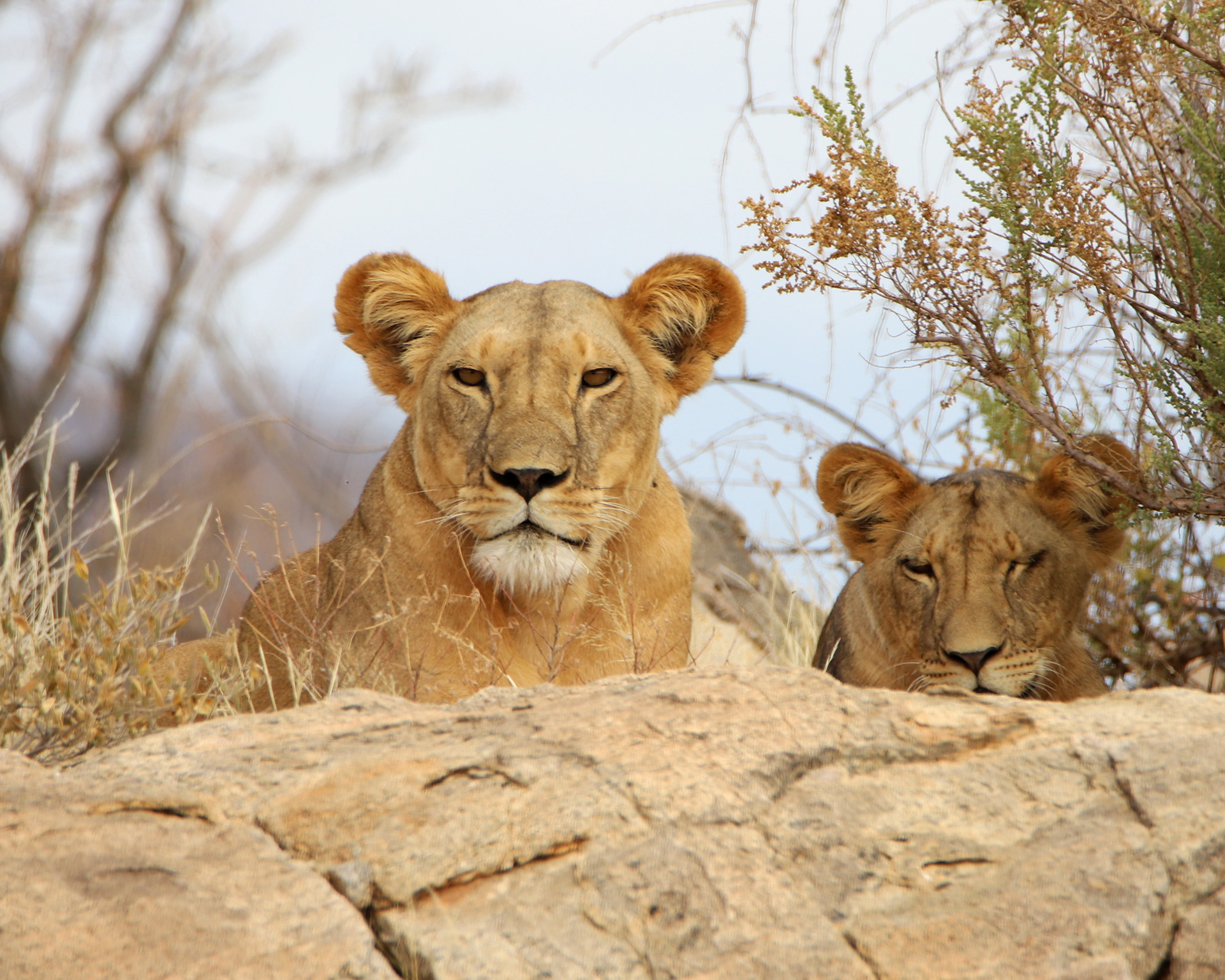 Lioness Look ©MomentsbyHeatherNicole