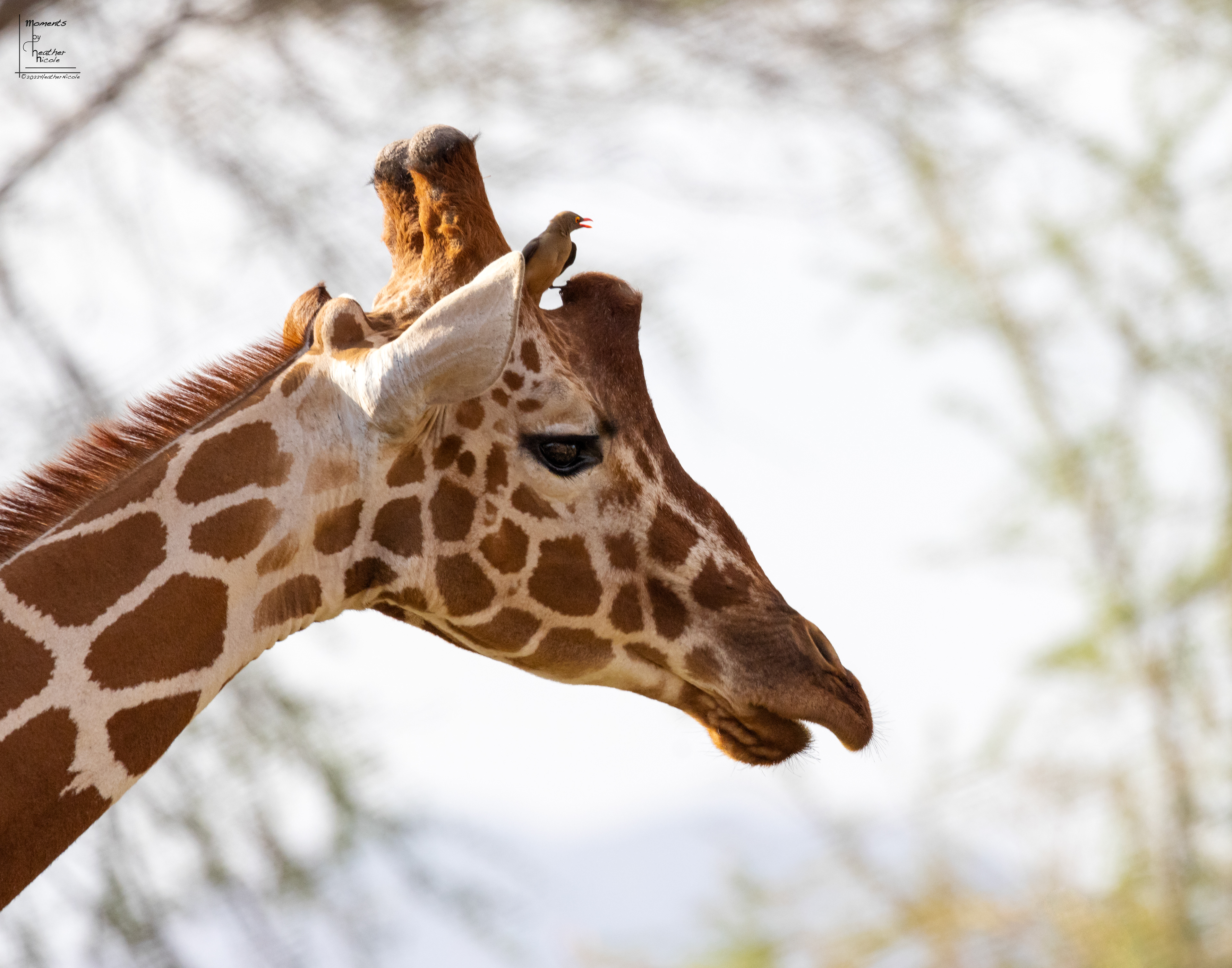 Reticulated Giraffe and an Ox Pecker ©MomentsbyHeatherNicole
