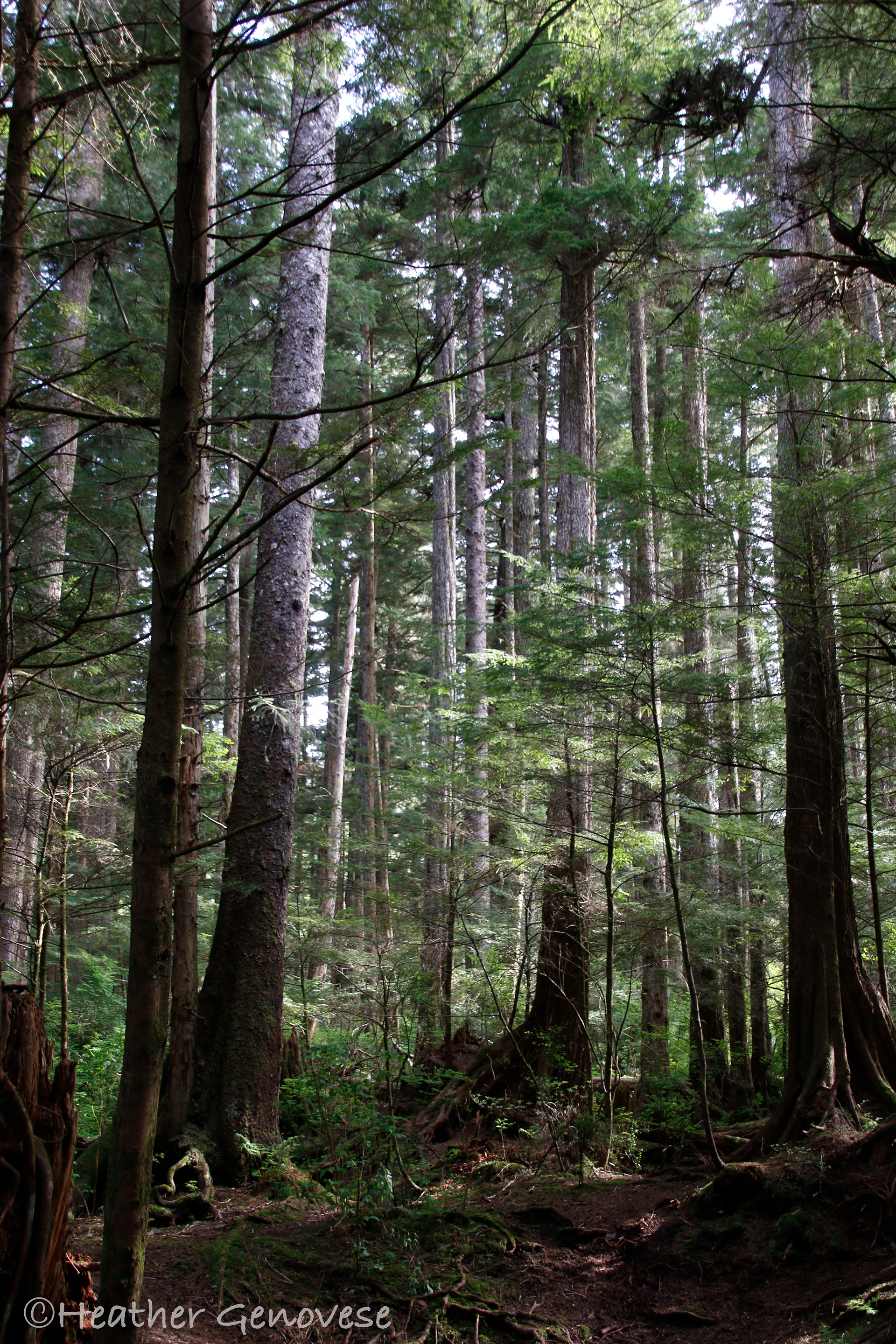 Enchanted Forest ©MomentsbyHeatherNicole