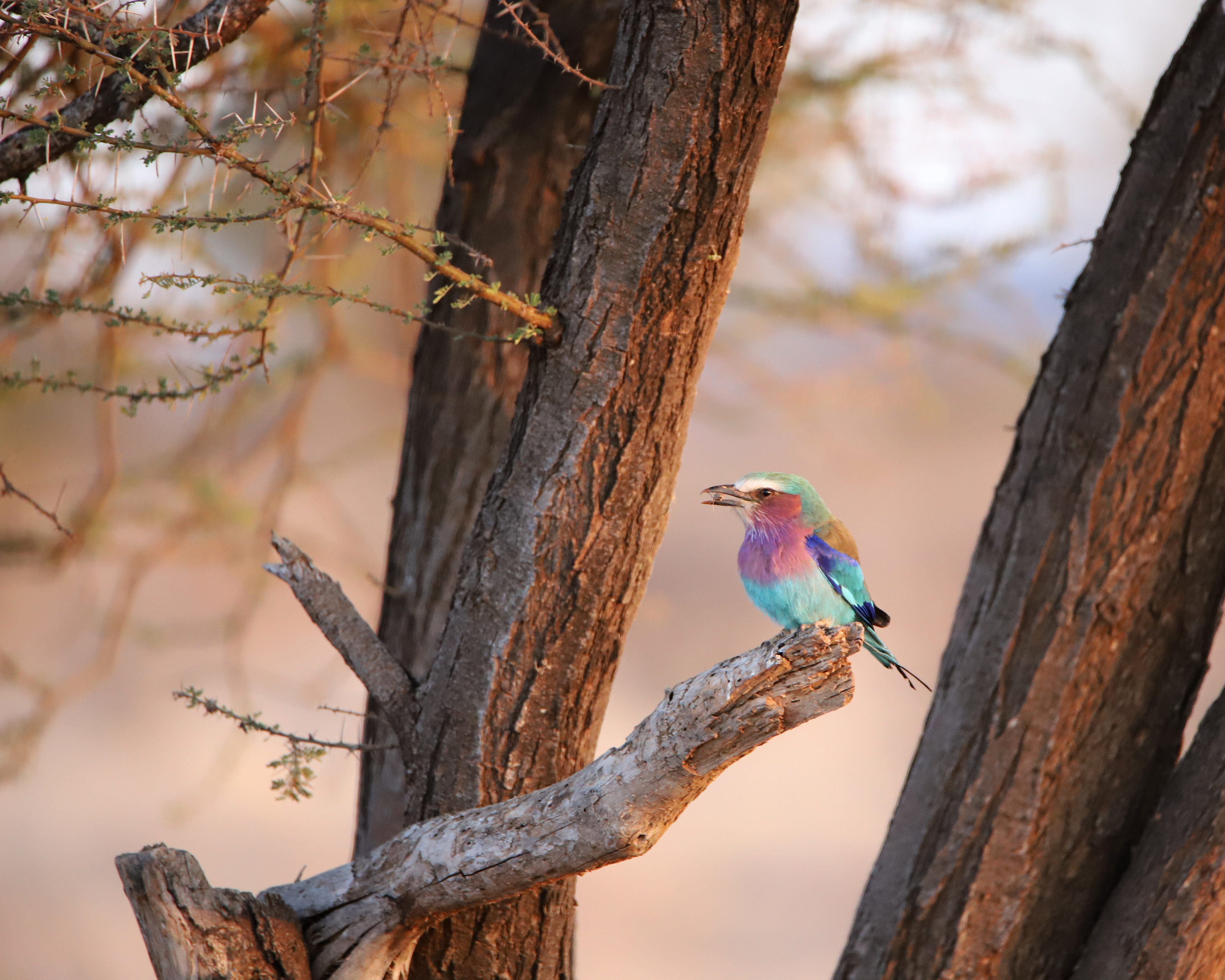 Lilac-Breasted Roller Lunch ©MomentsbHeatherNicole