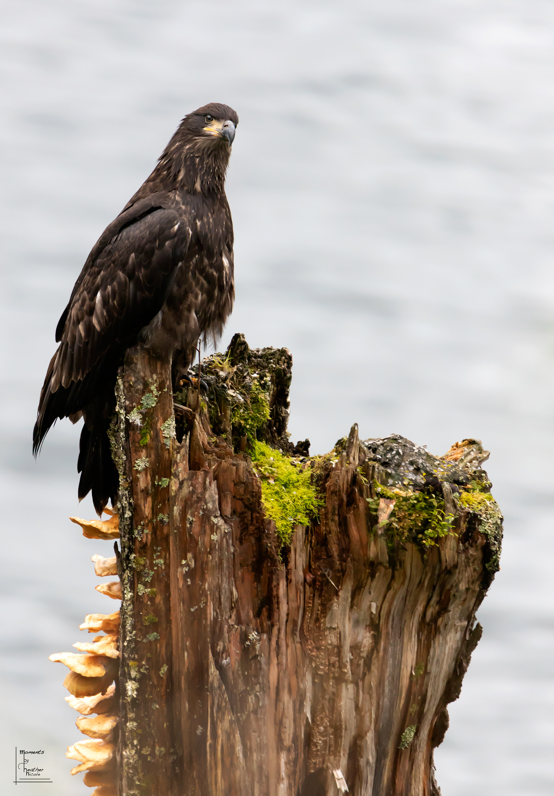 Juvenile Bald Eagle - ©MomentsbyHeatherNicole