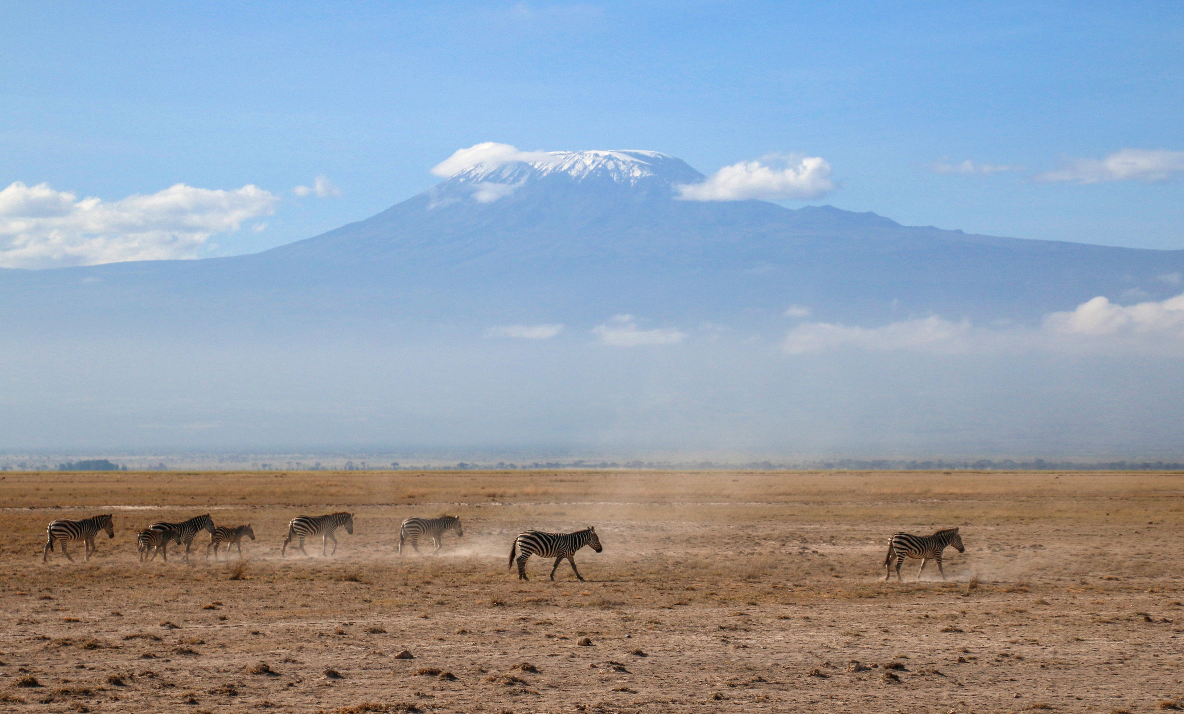 Kilimanjaro Zebras ©MomentsbyHeatherNicole