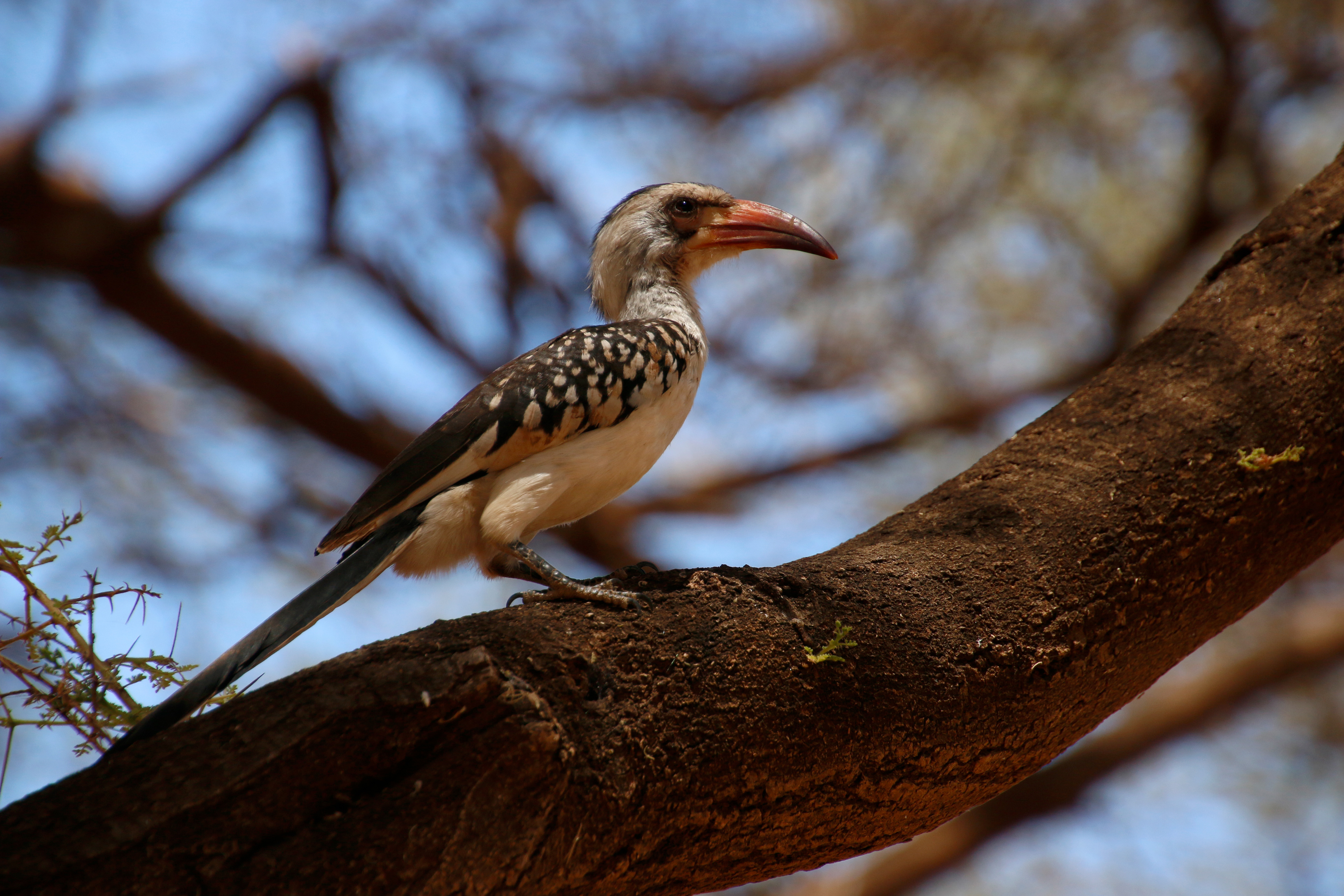Yellow-Billed Hornbill ©MomentsbHeatherNicole