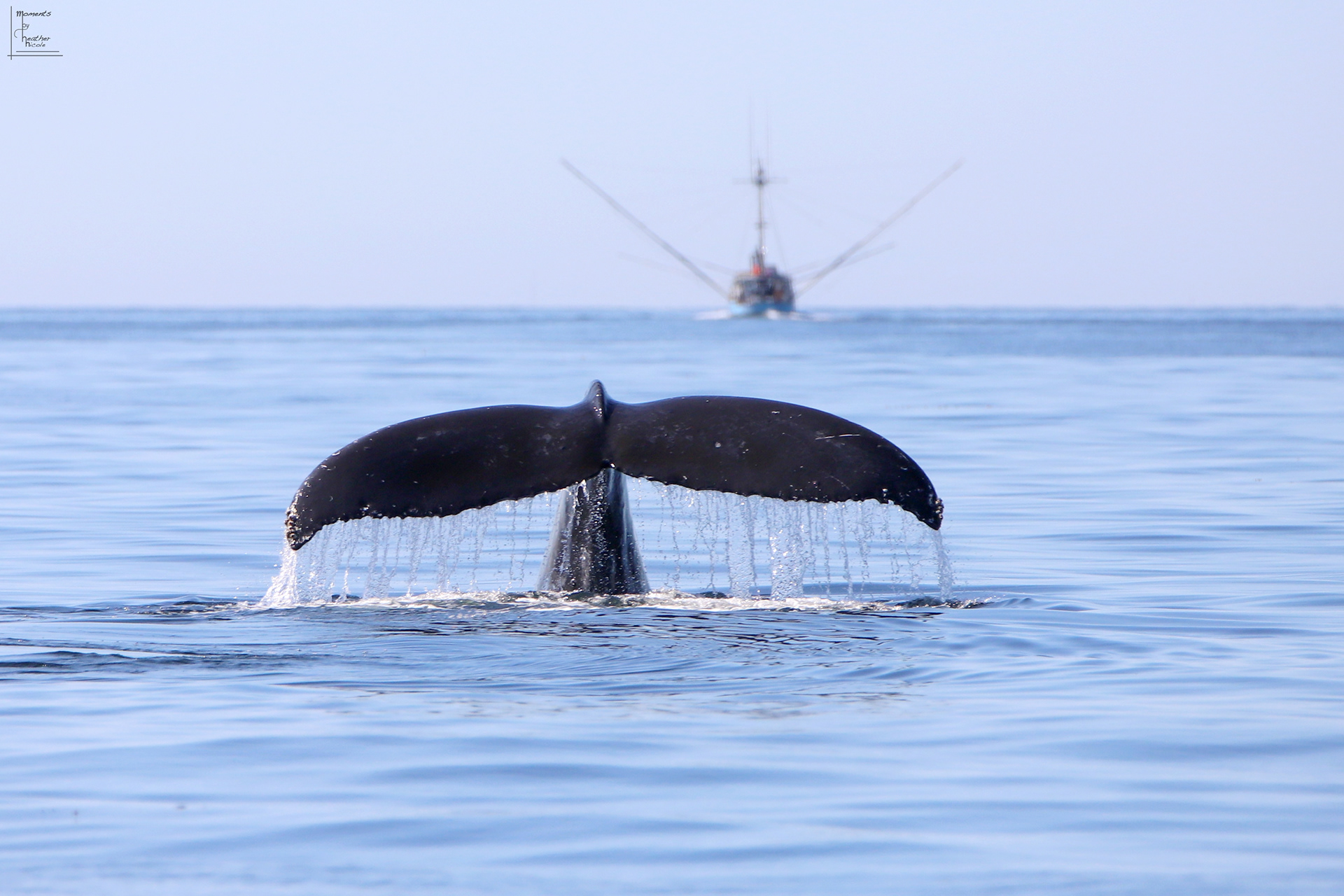 Whale Hello There - ©MomentsbyHeatherNicole