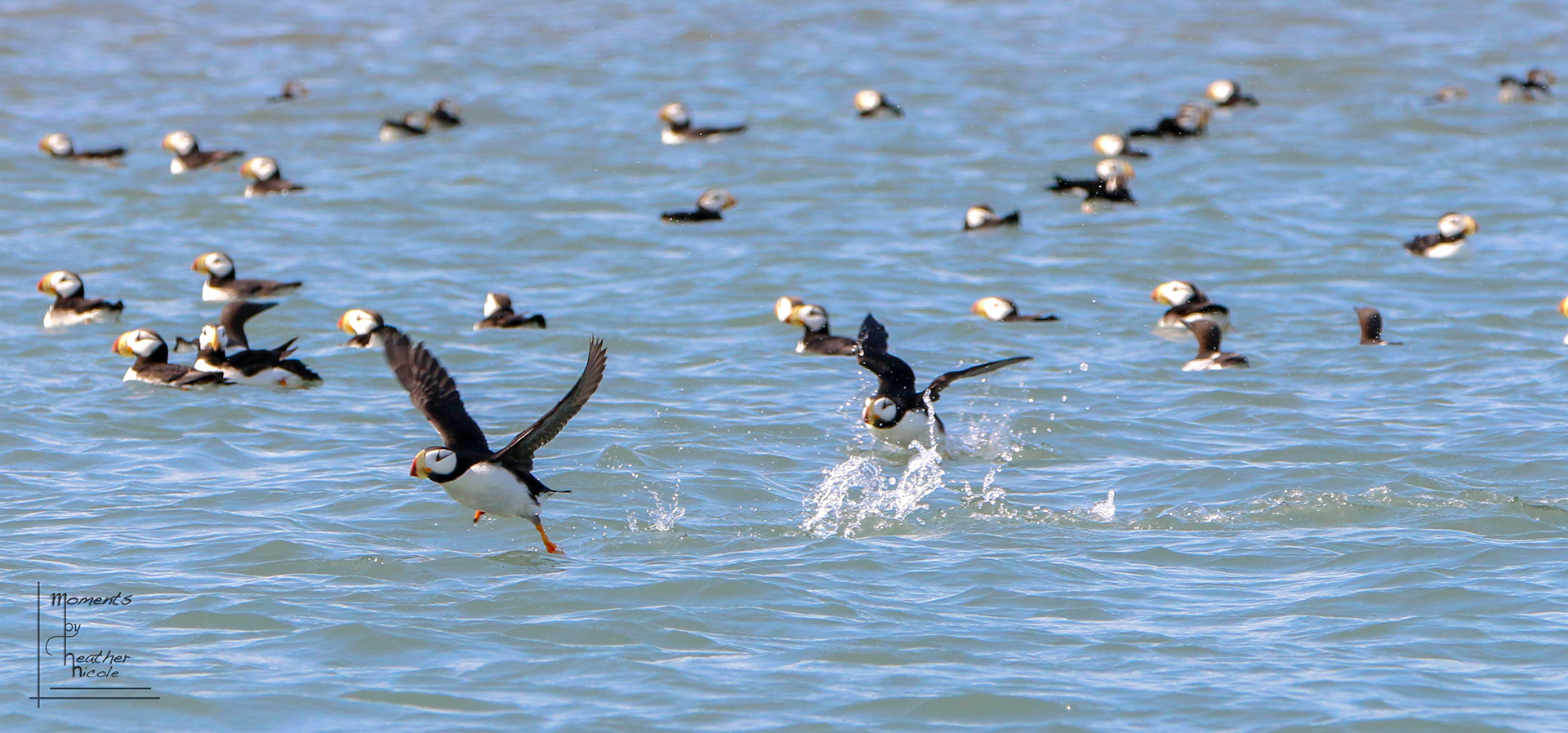 Puffin Pool - ©MomentsbyHeatherNicole