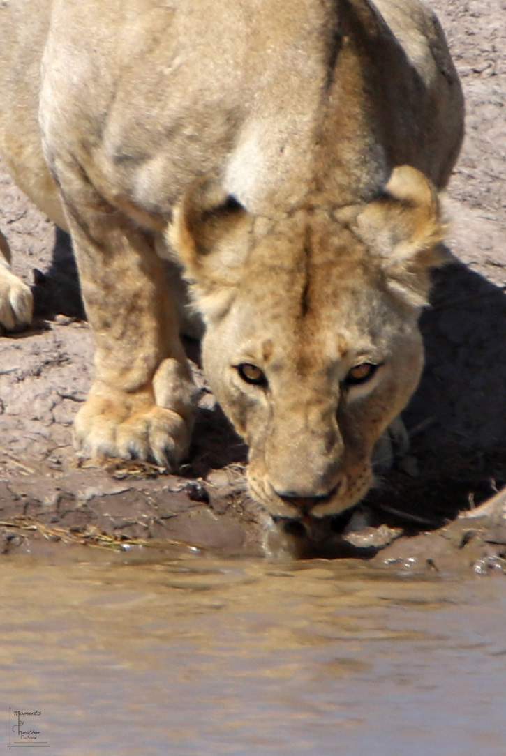 Thirsty Lioness ©MomentsbyHeatherNicole