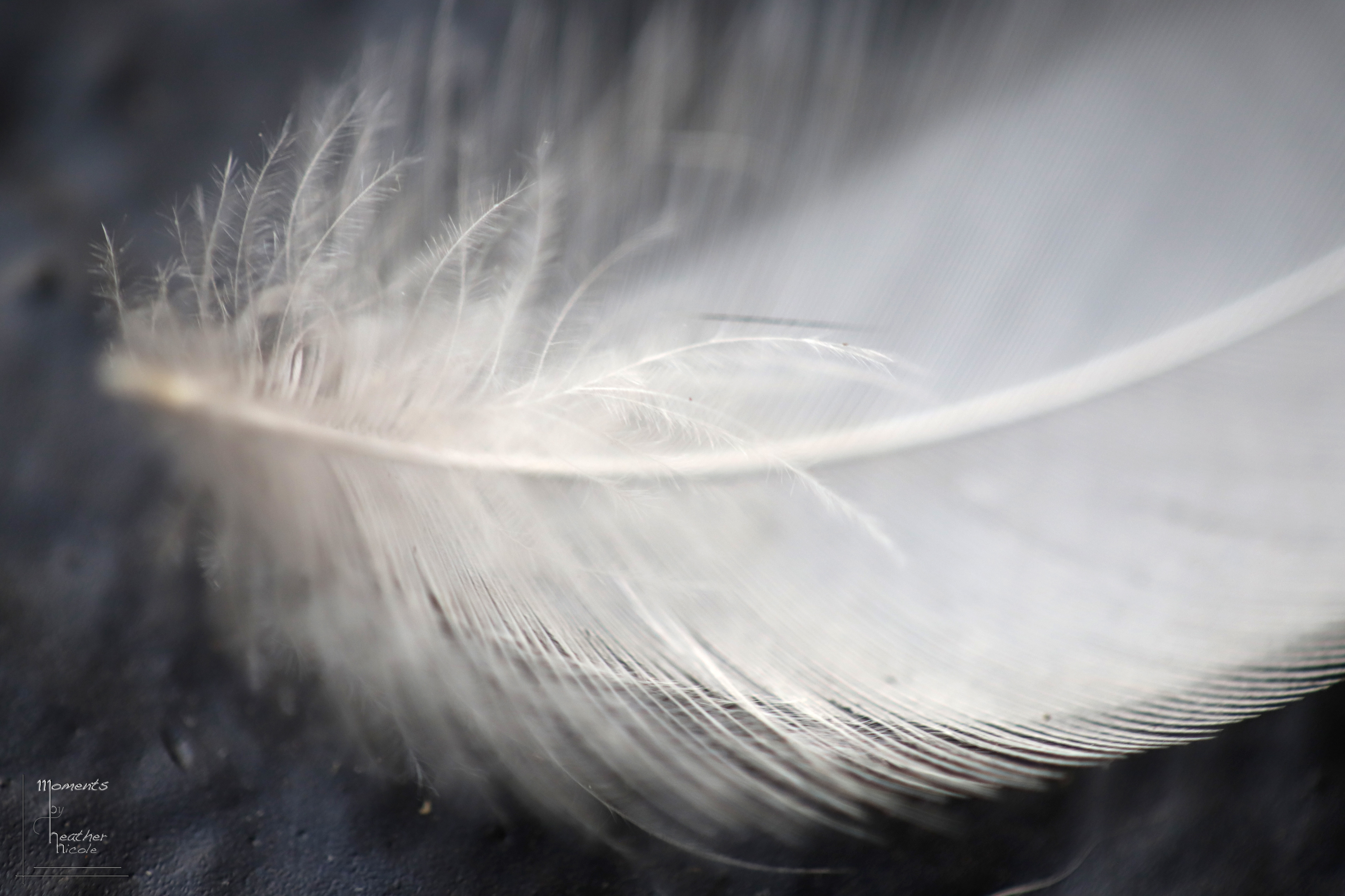 Feather