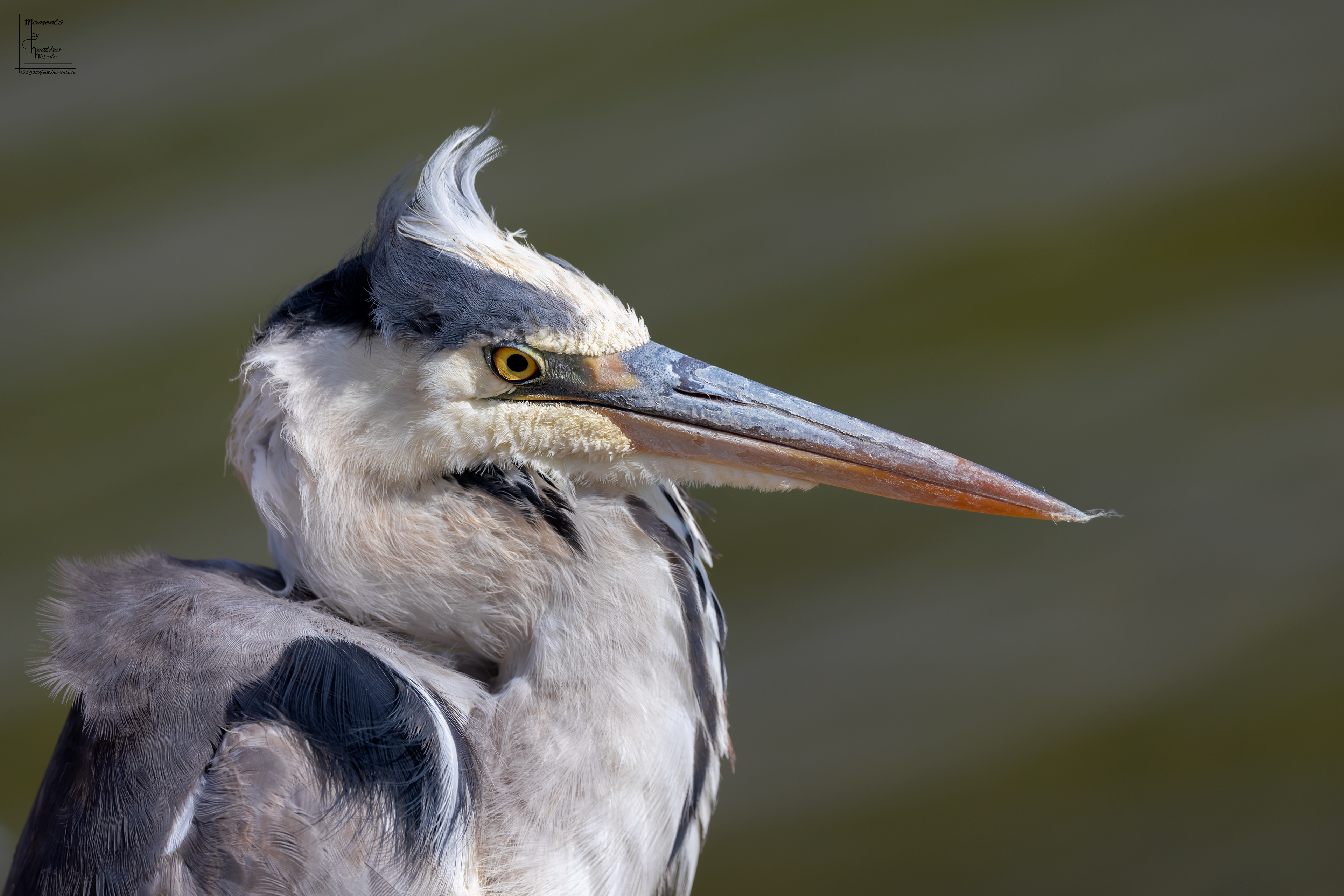 Great Blue Herron - ©MomentsbyHeatherNicole