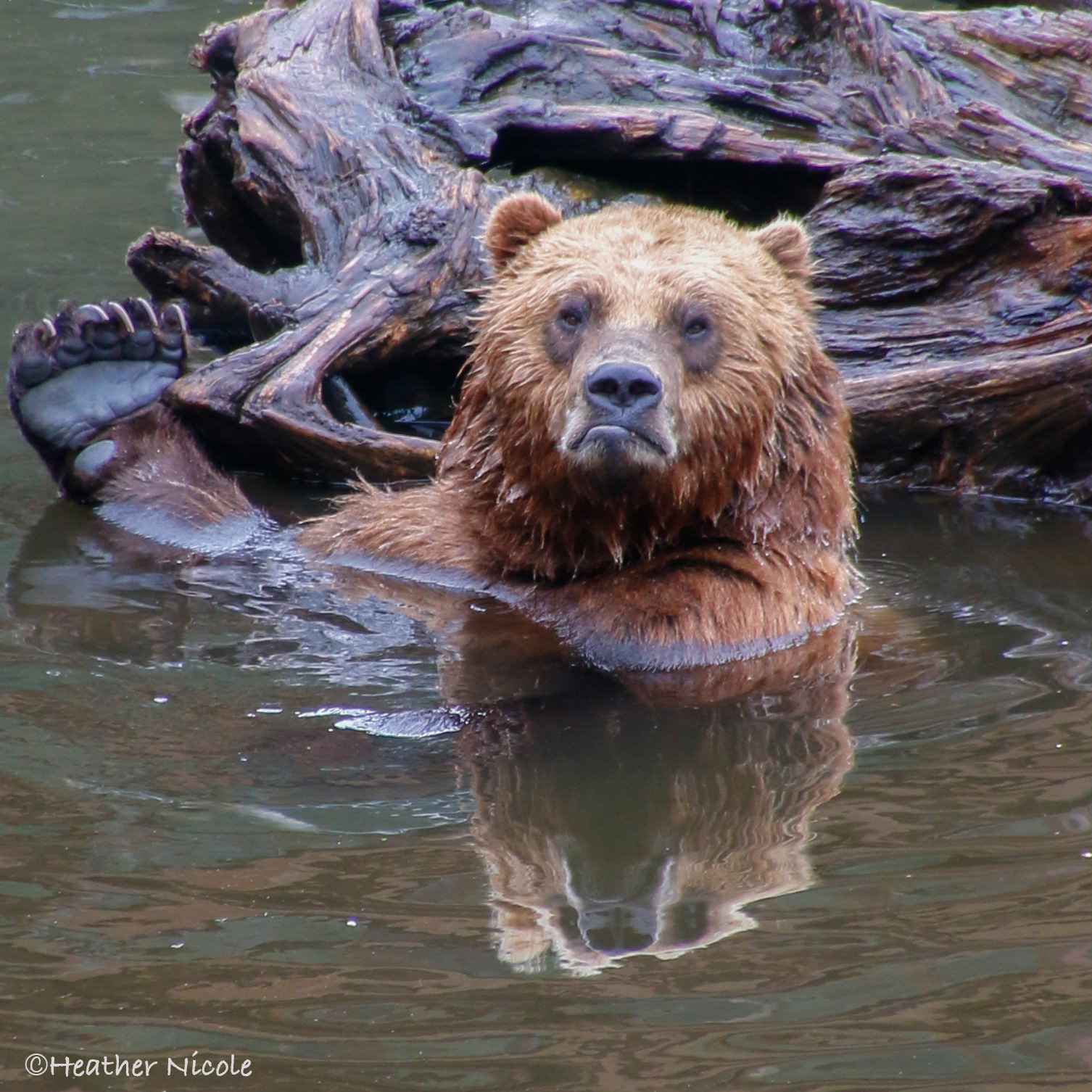 Grumpy Bear