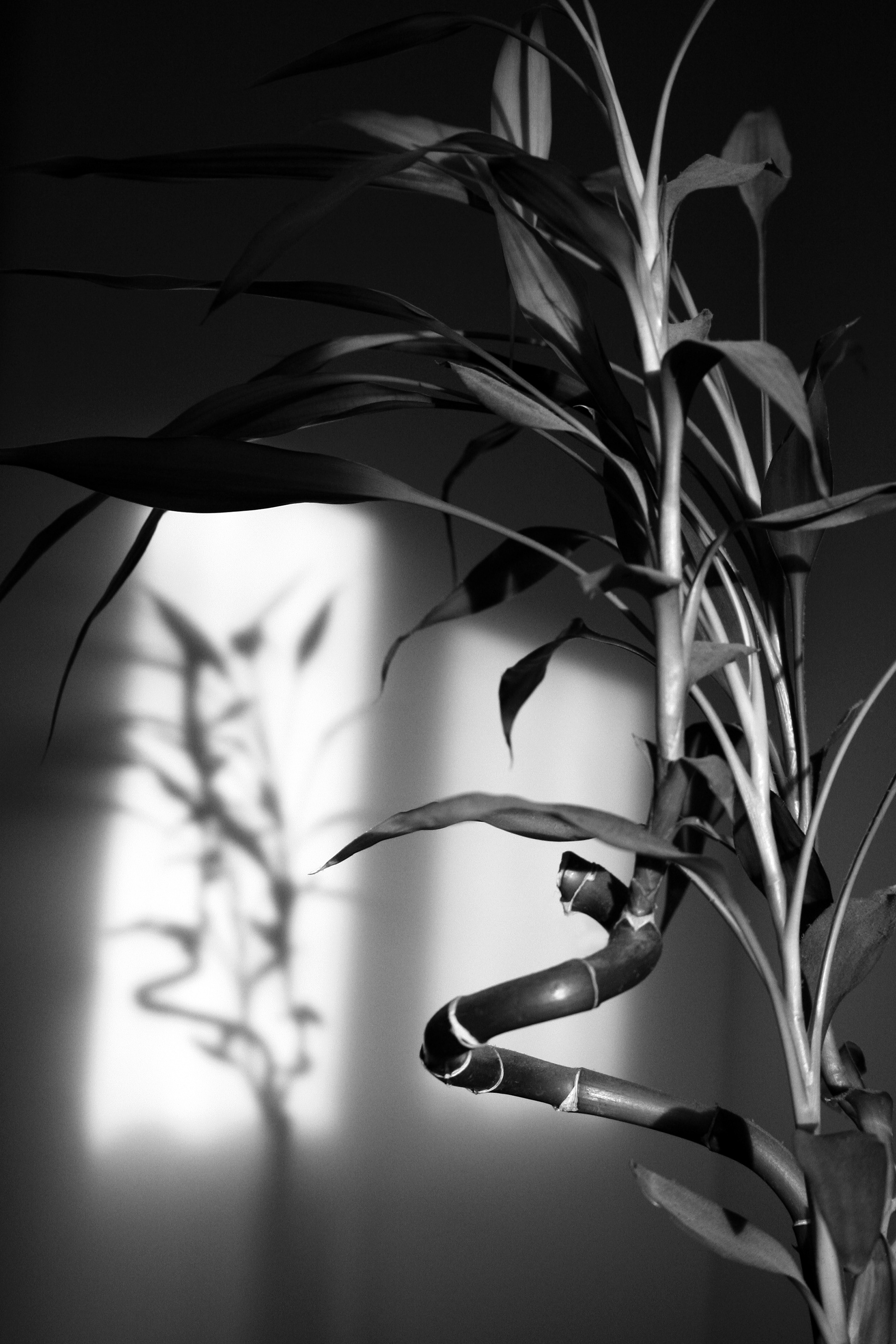 Bamboo Shadows