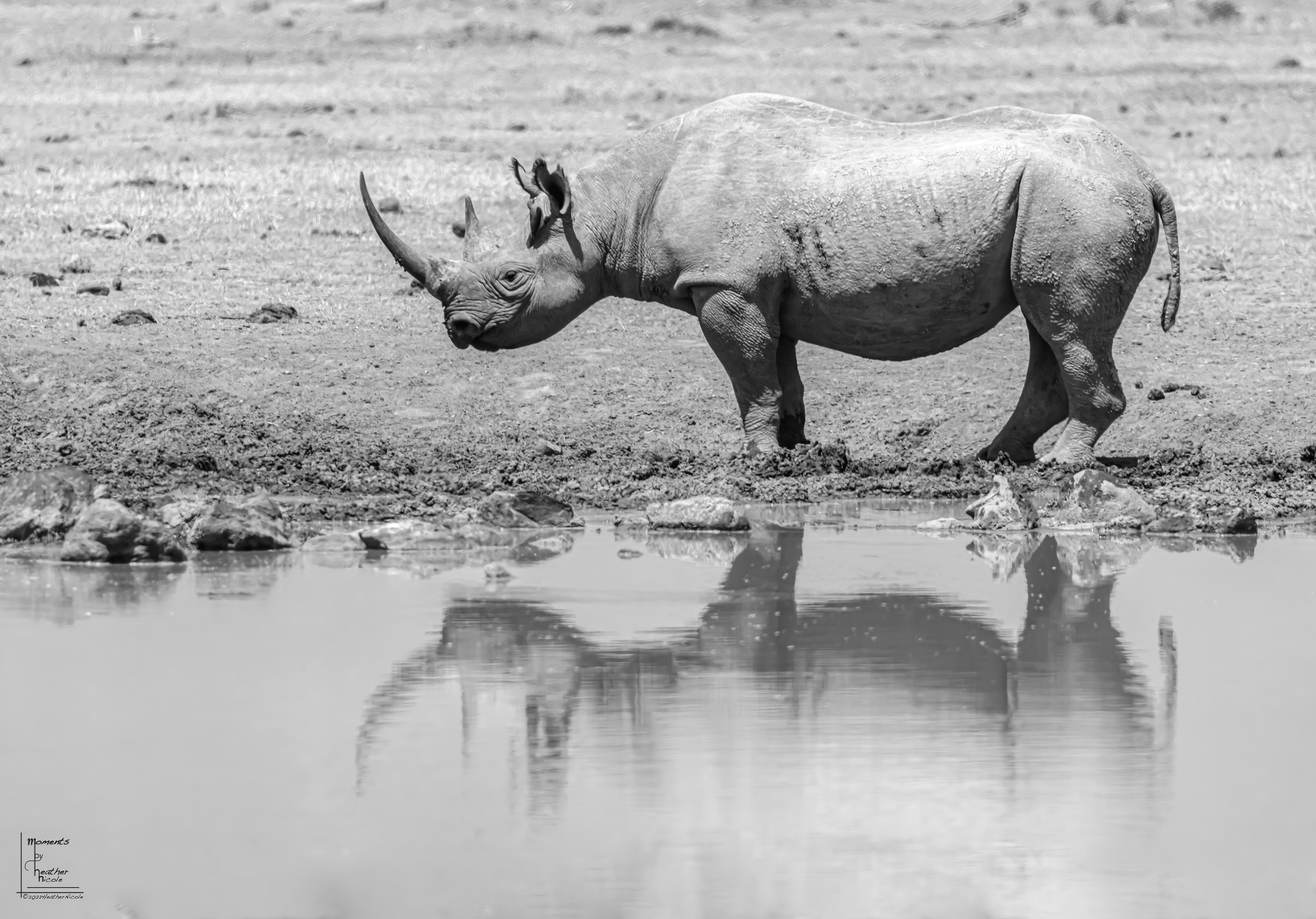Rhino Reflection ©MomentsbyHeatherNicole