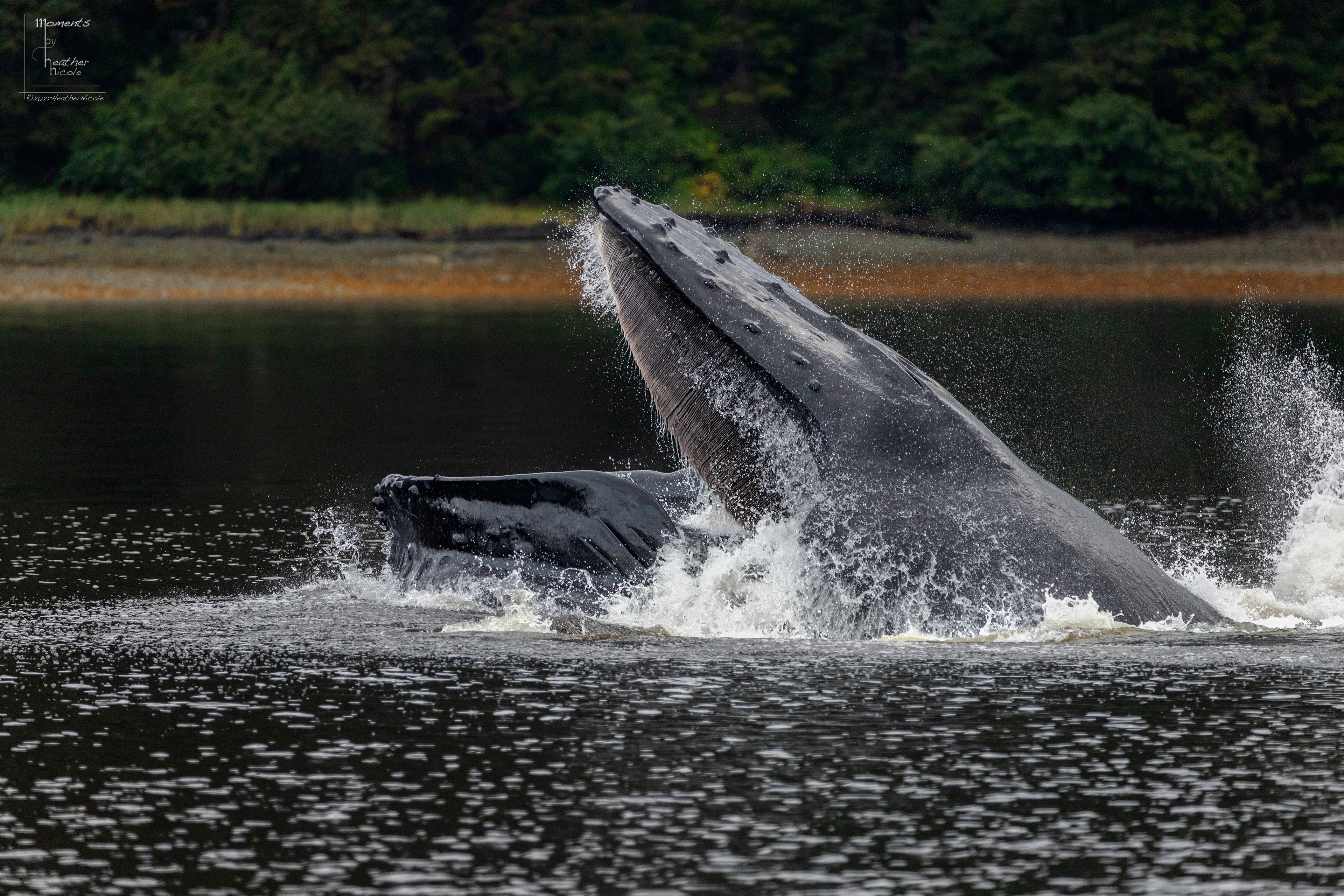 Bubble Net Feeding 4 - ©MomentsbyHeatherNicole