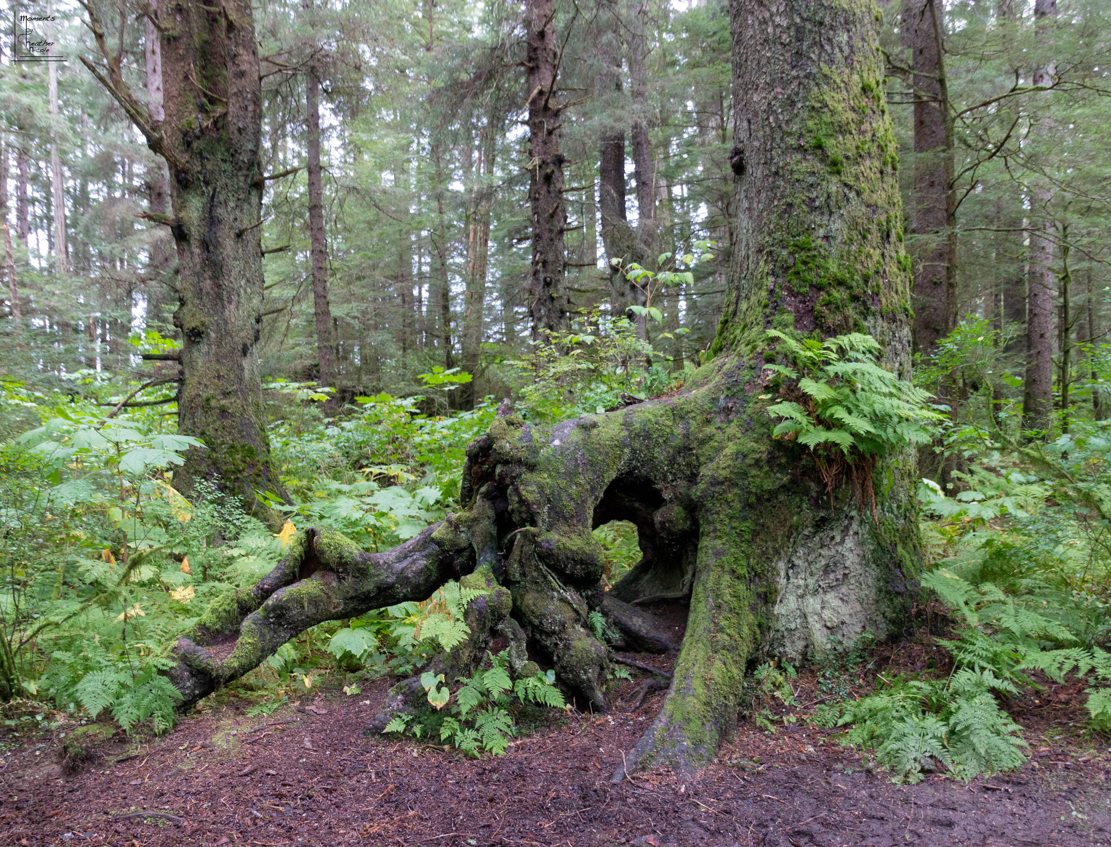 Old Growth