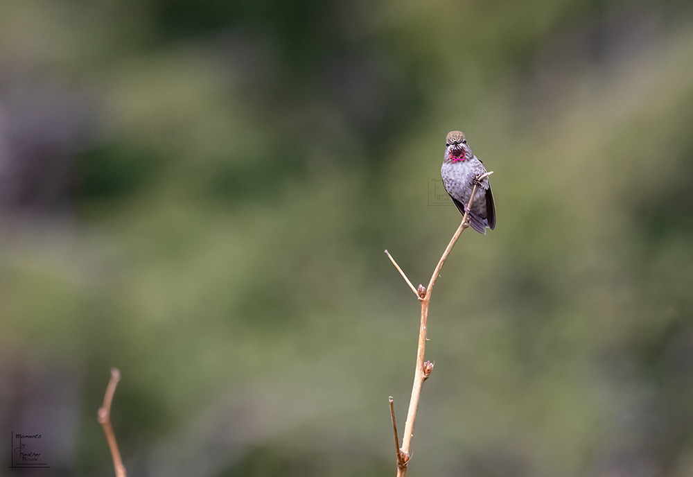 Anna's Hummingbird - ©MomentsbyHeatherNicole