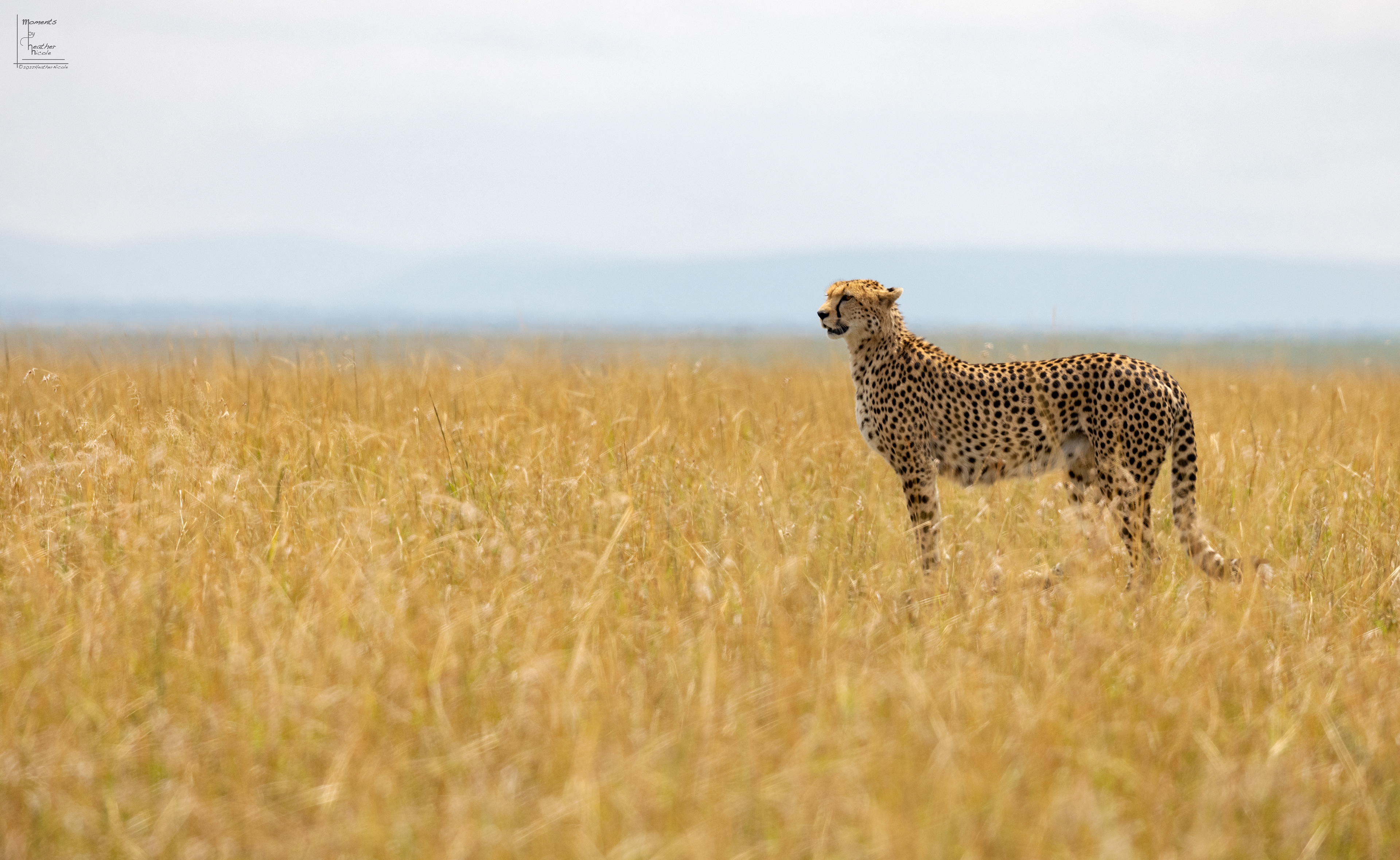 Searching - ©MomentsbyHeatherNicole