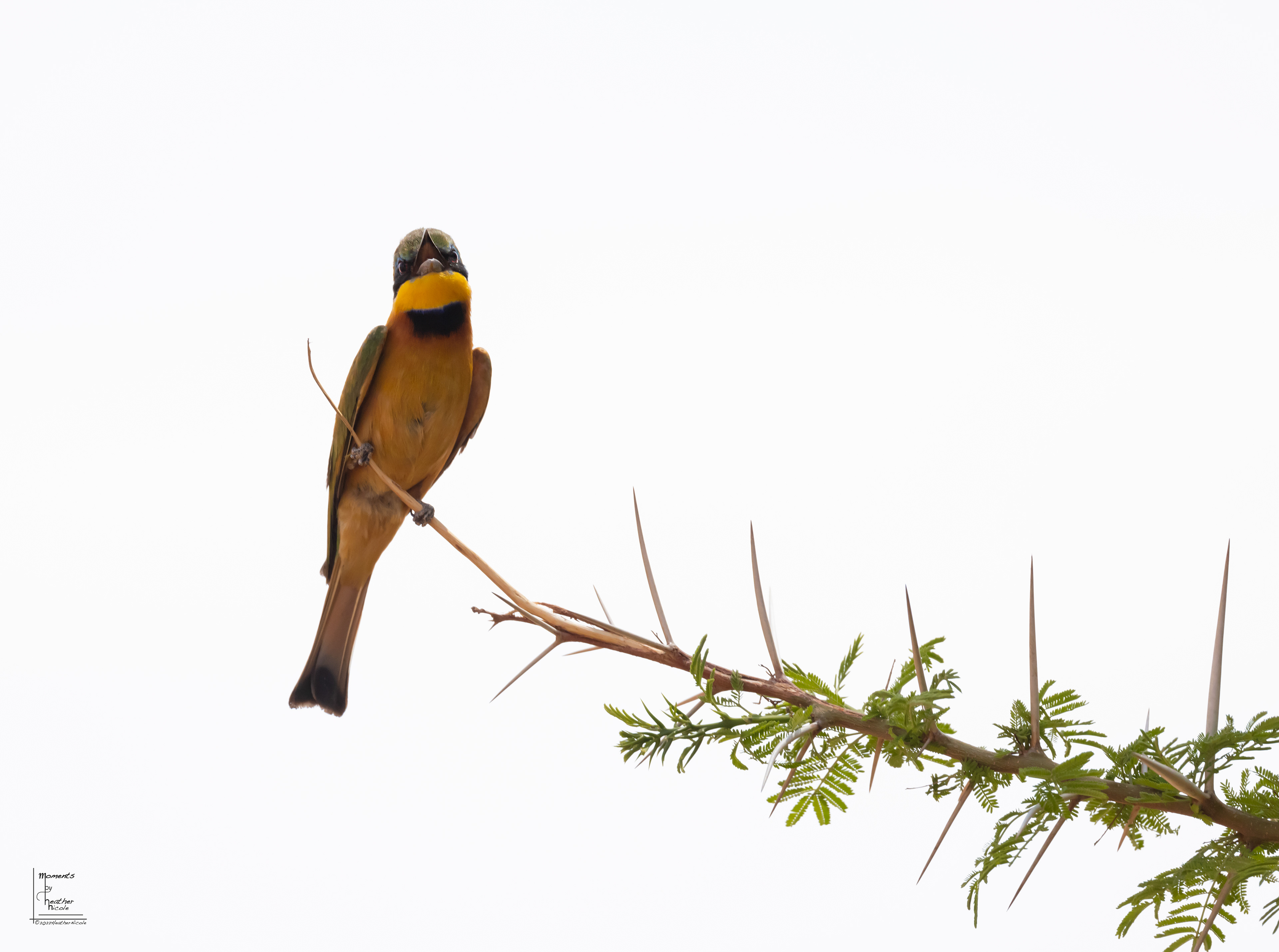 Little Bee Eater - ©MomentsbyHeatherNicole
