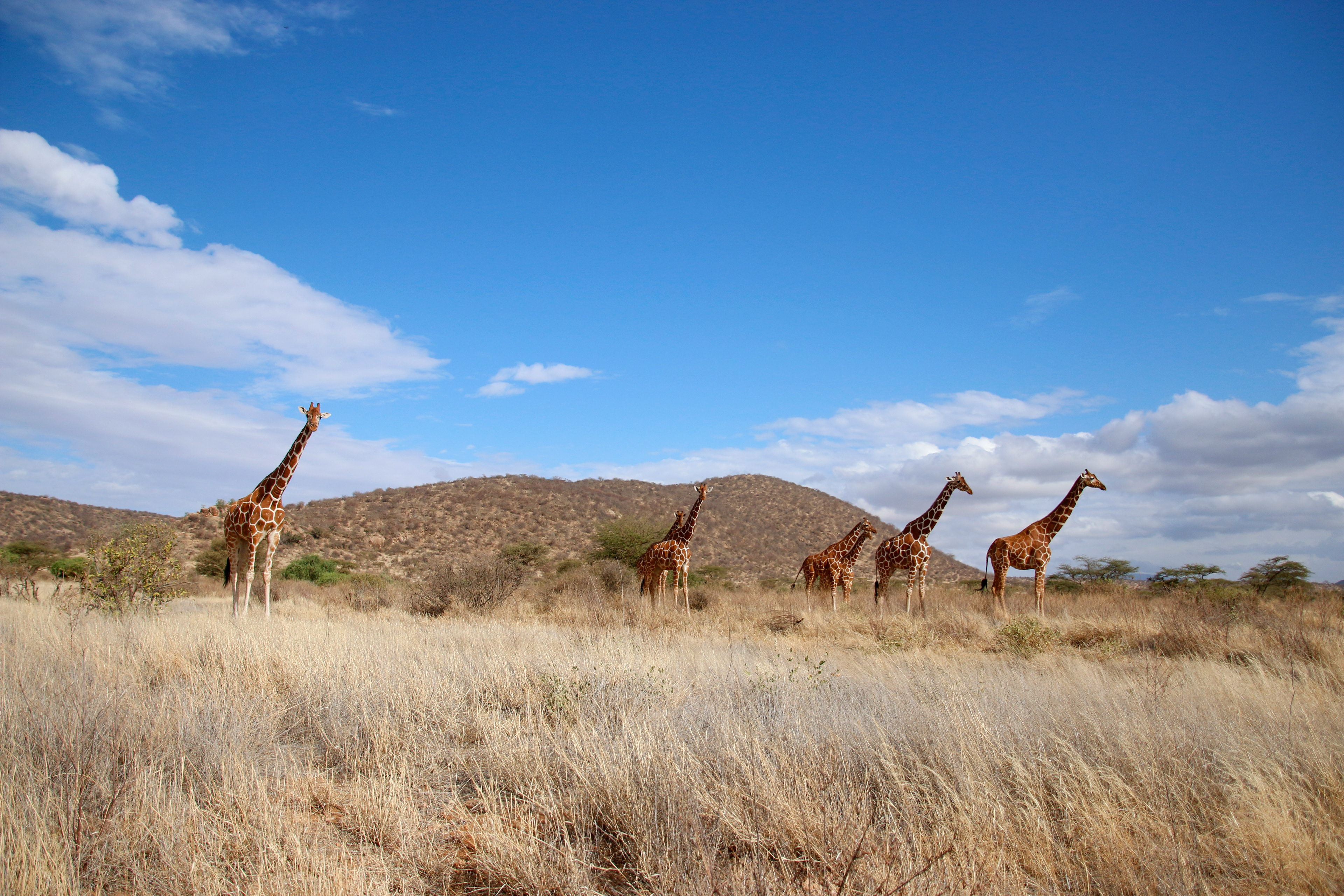 Reticulated Giraffe Landscape ©MomentsbyHeatherNicole
