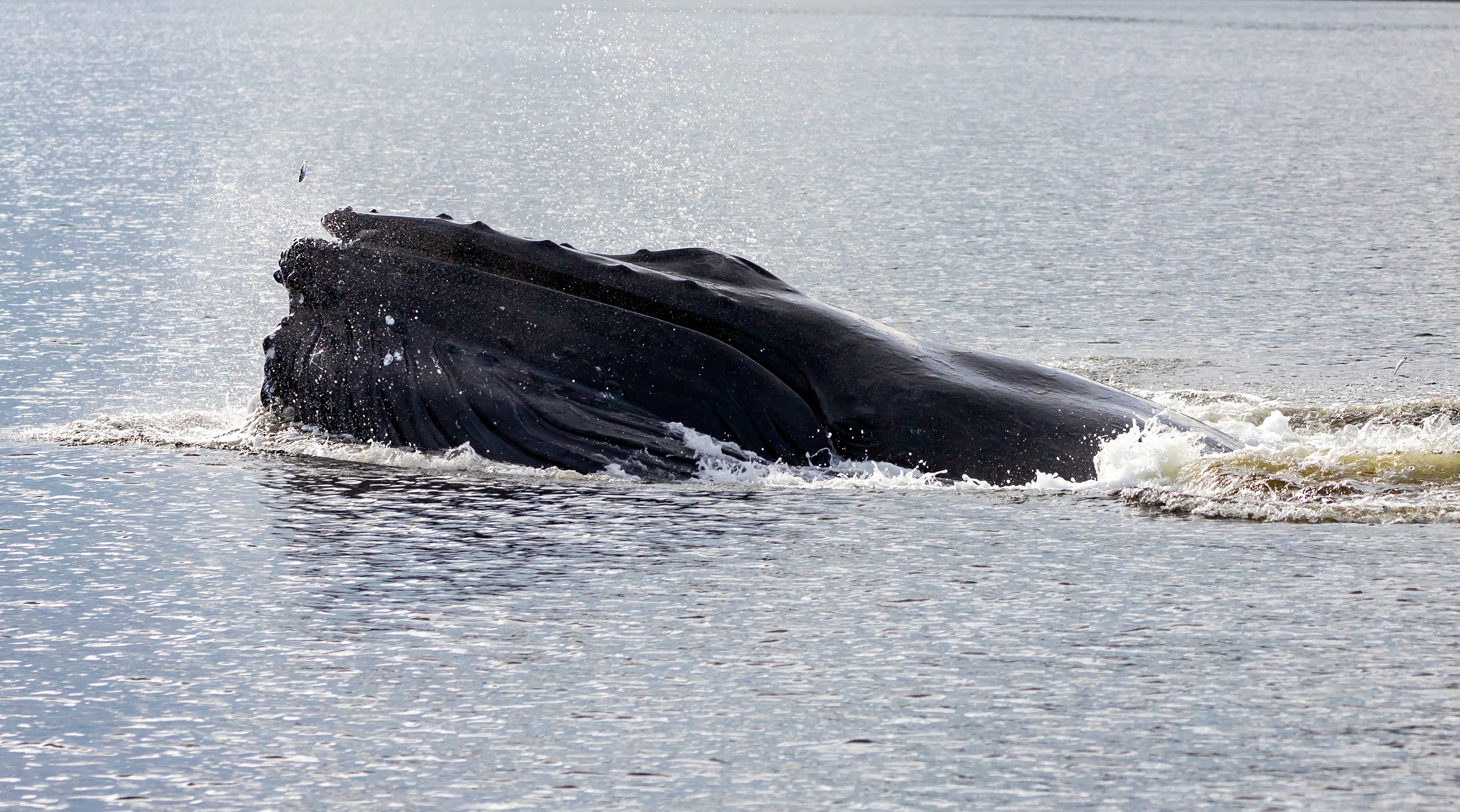 Lucky Herring - ©MomentsbyHeatherNicole