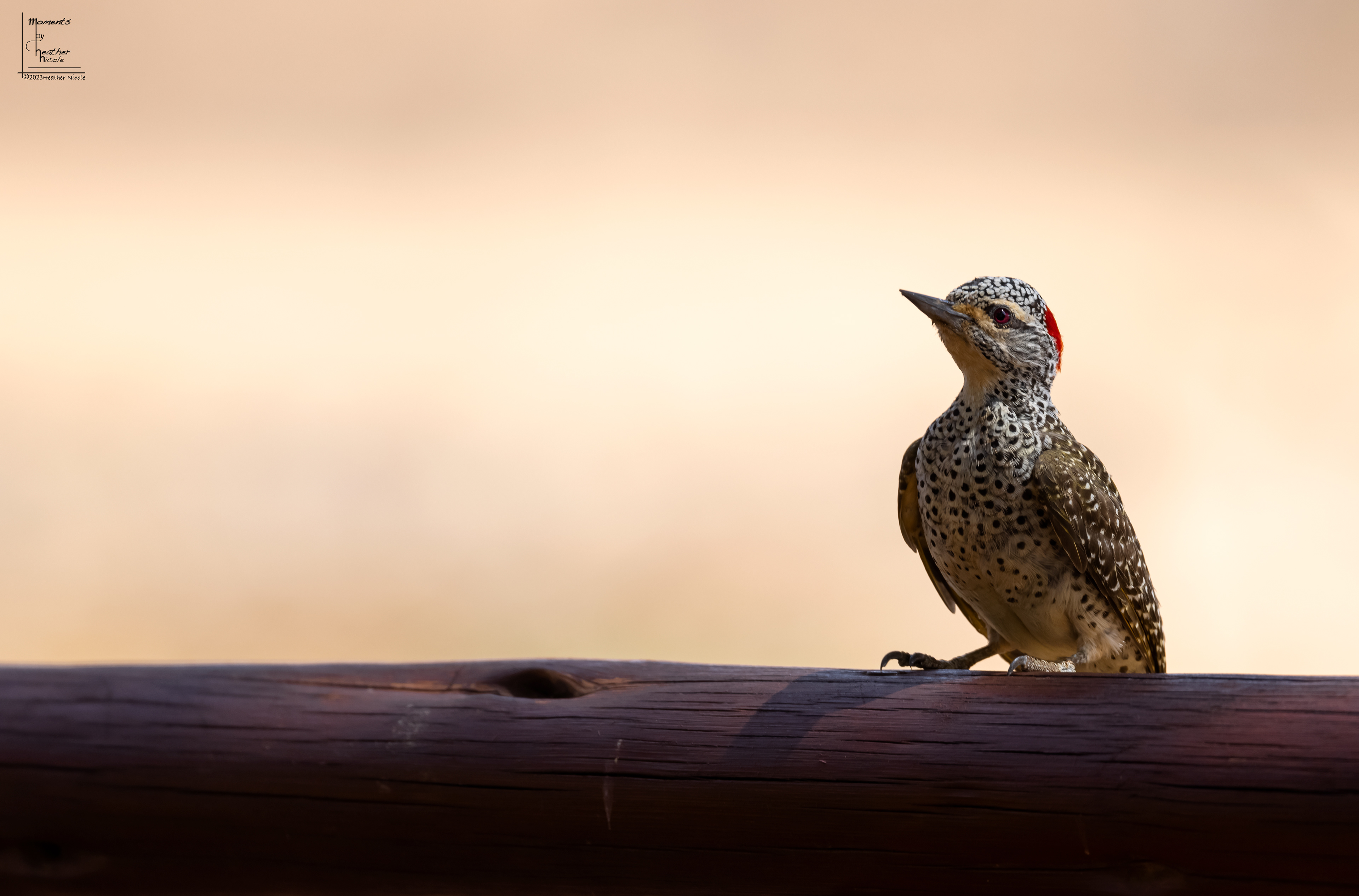Nubian Woodpecker - ©MomentsbyHeatherNicole