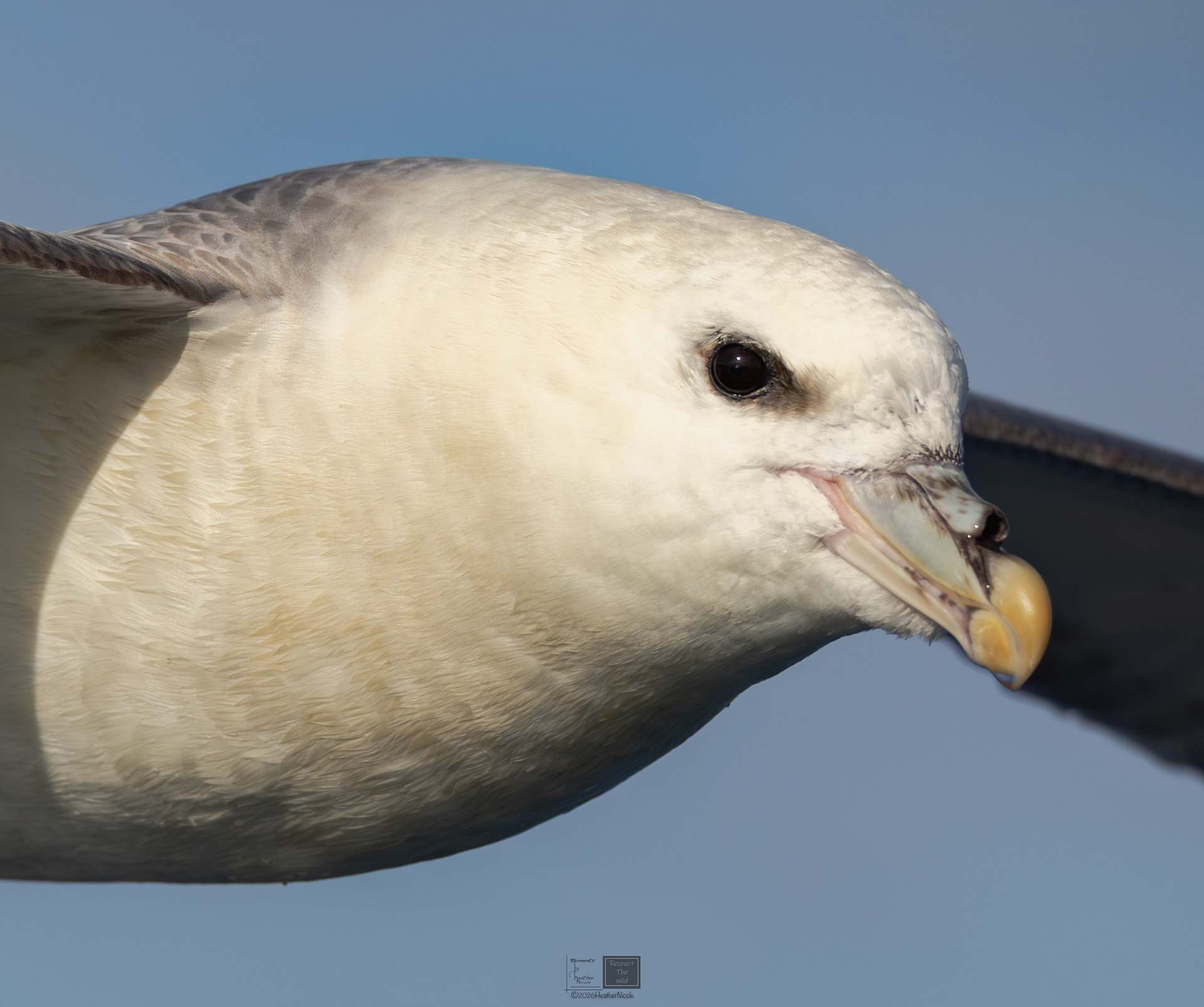 The Northern Fulmar