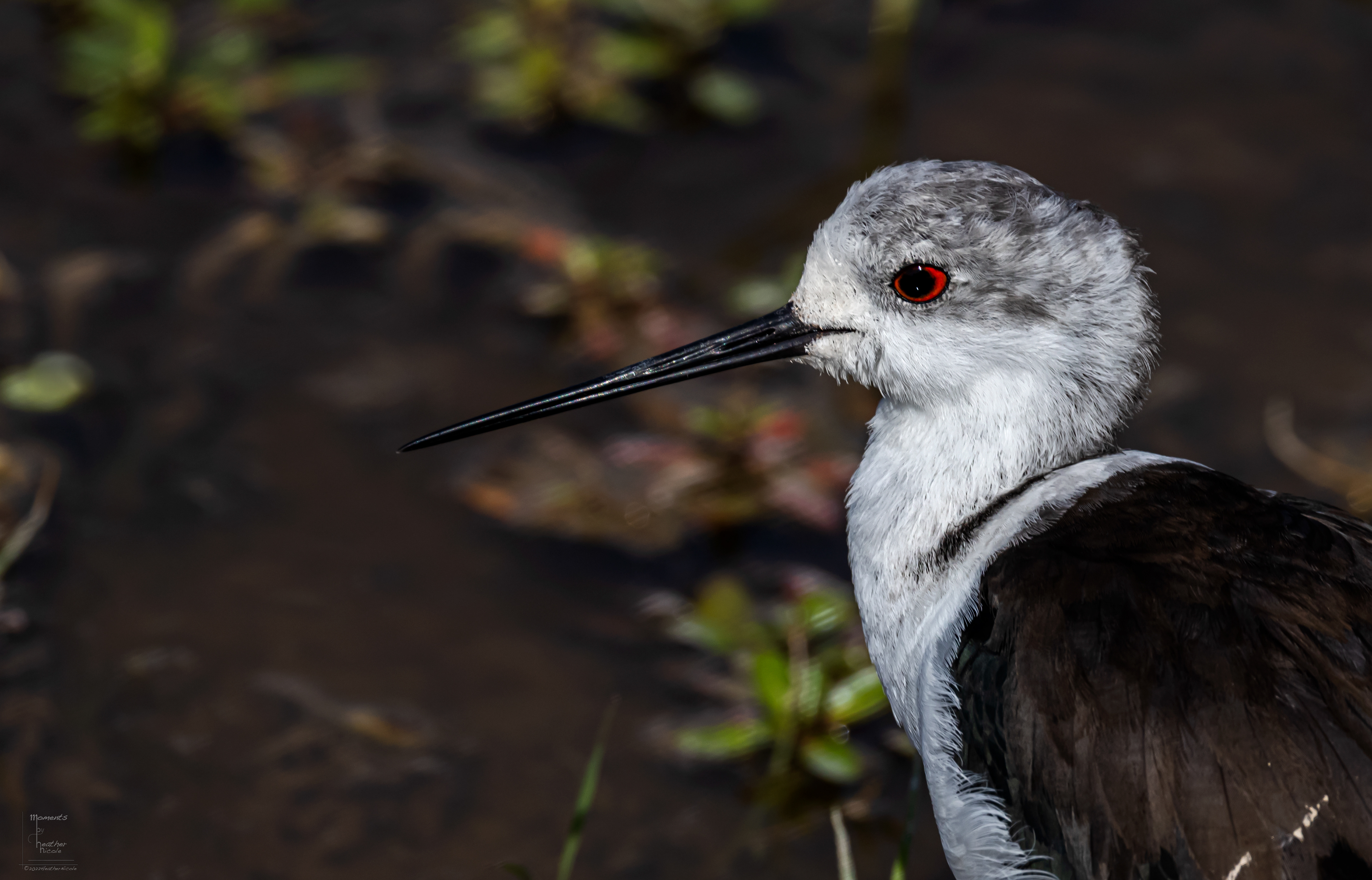 Lapwing - ©MomentsbyHeatherNicole