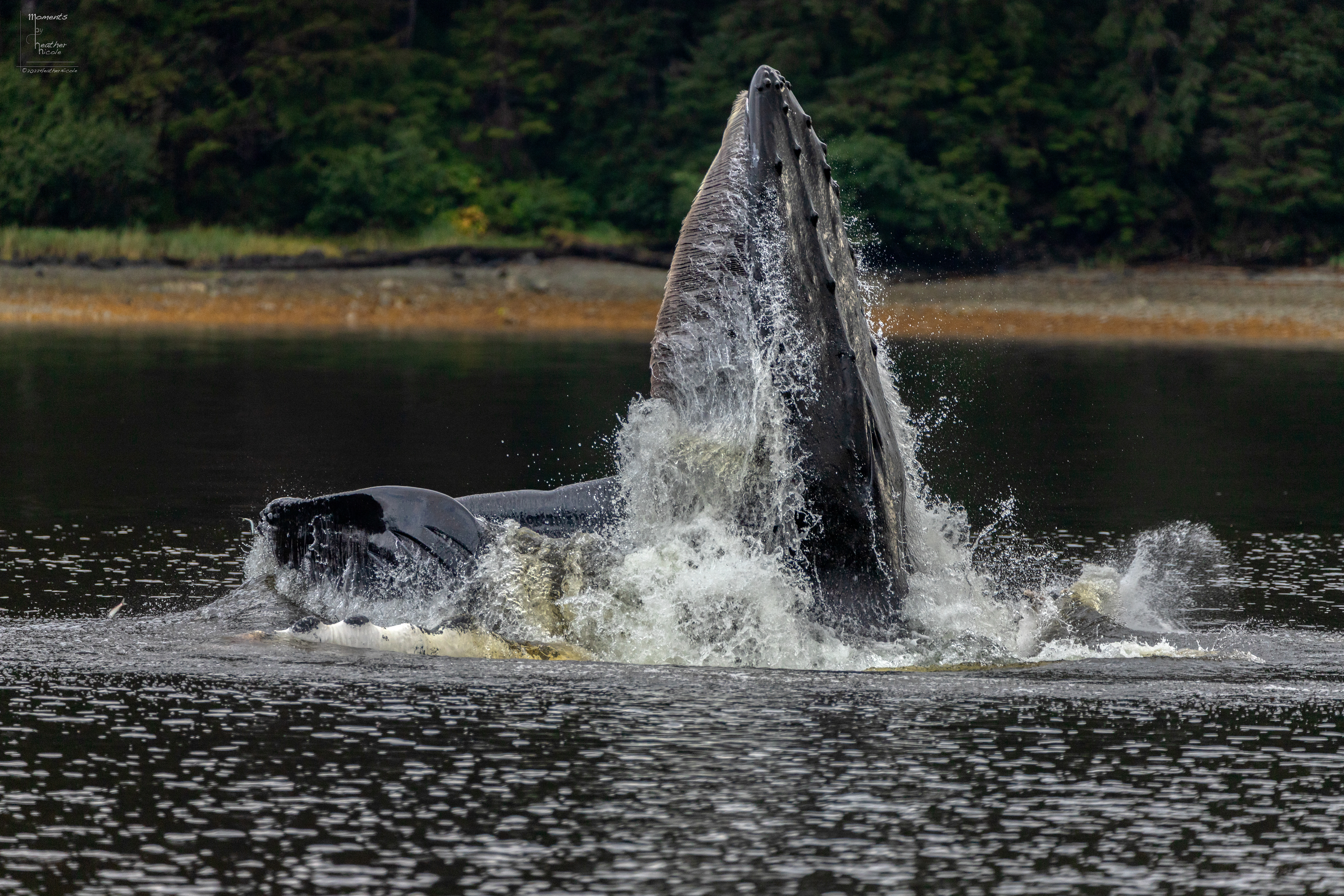 Bubble Net Feeding 3 - ©MomentsbyHeatherNicole