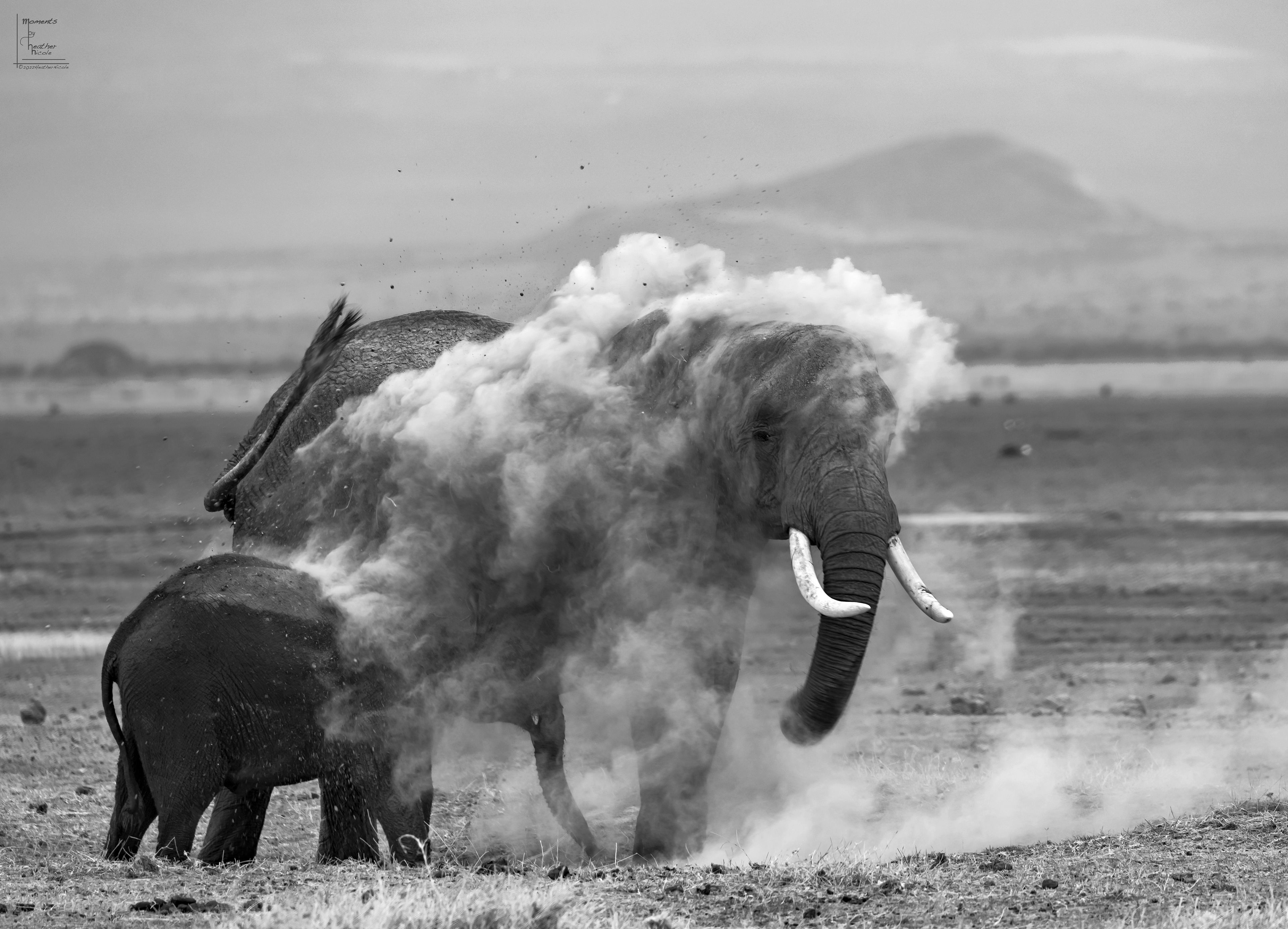 Dust Bath ©MomentsbyHeatherNicole