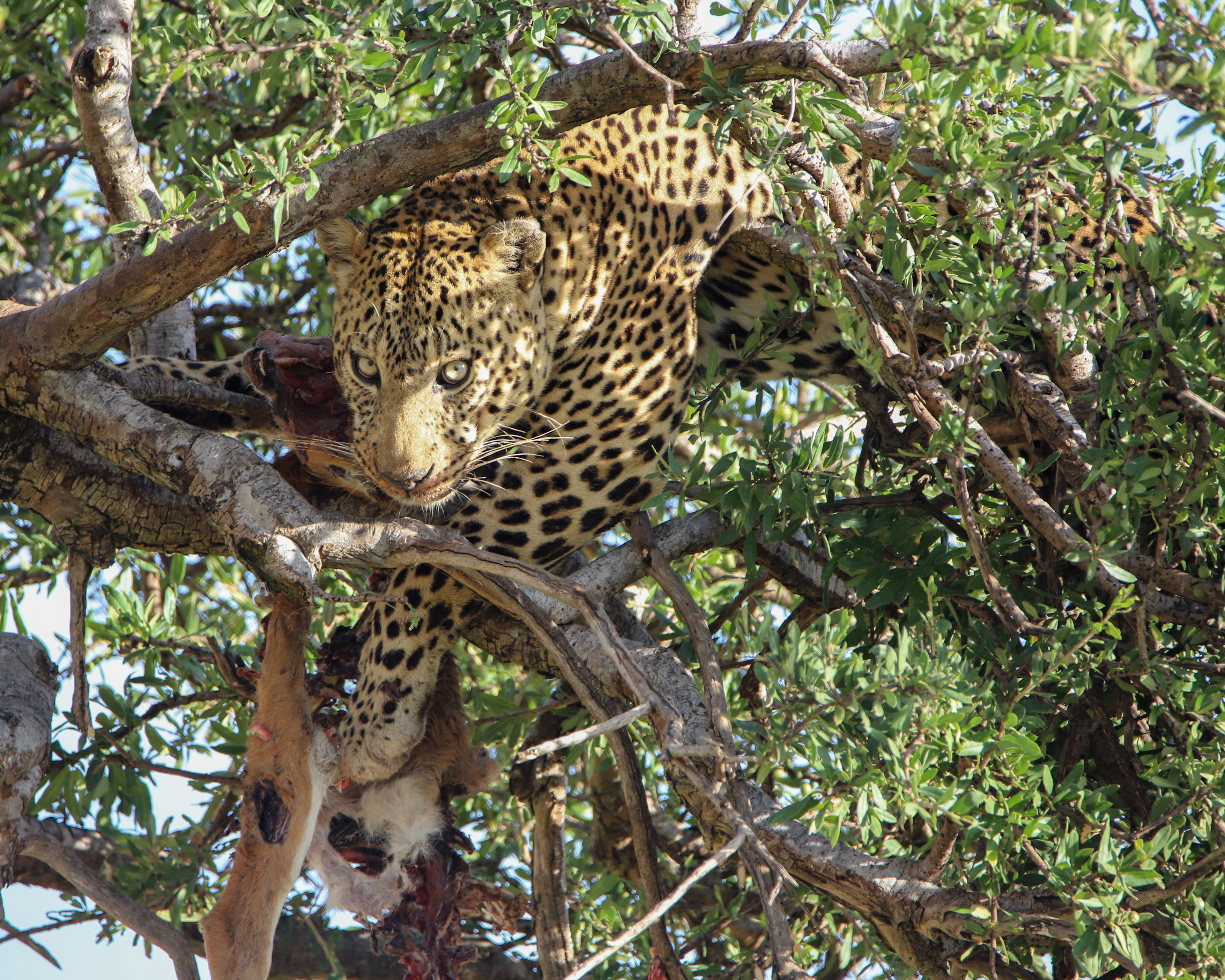 Hungry Leopard ©MomentsbyHeatherNicole