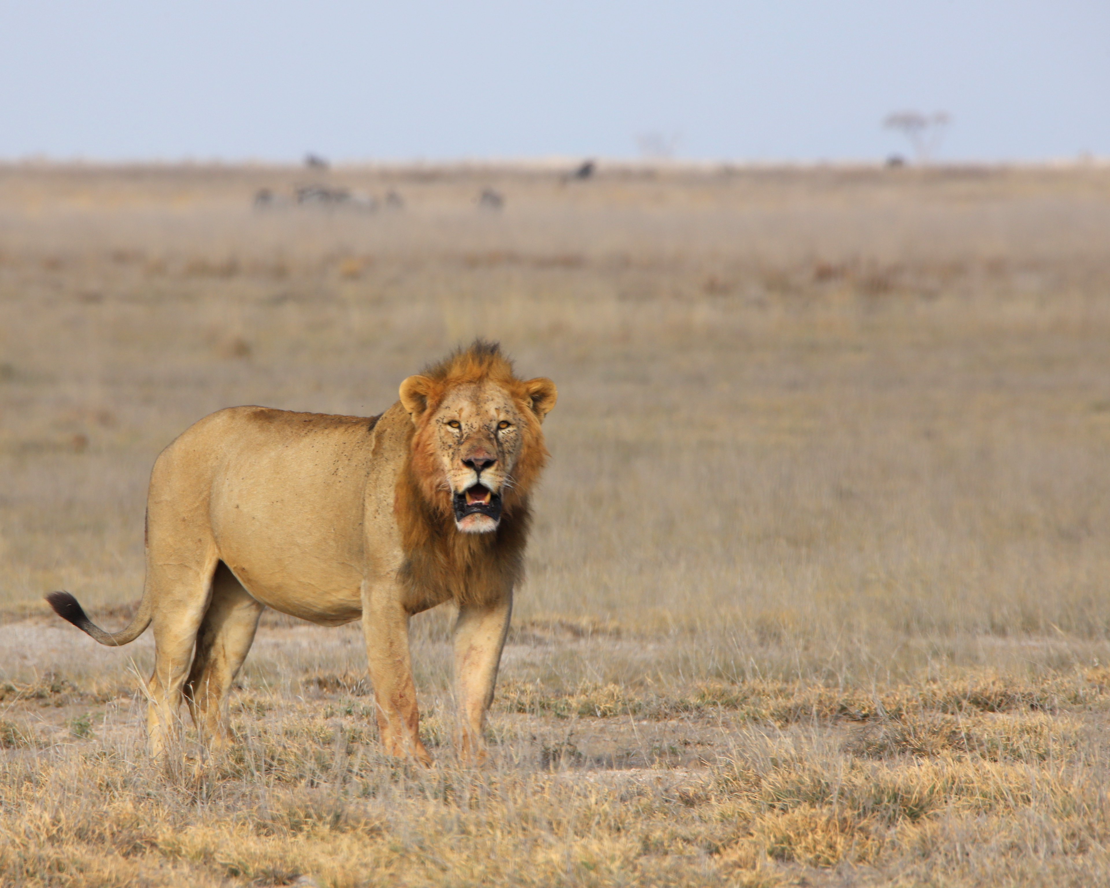 Lion Look ©MomentsbyHeatherNicole