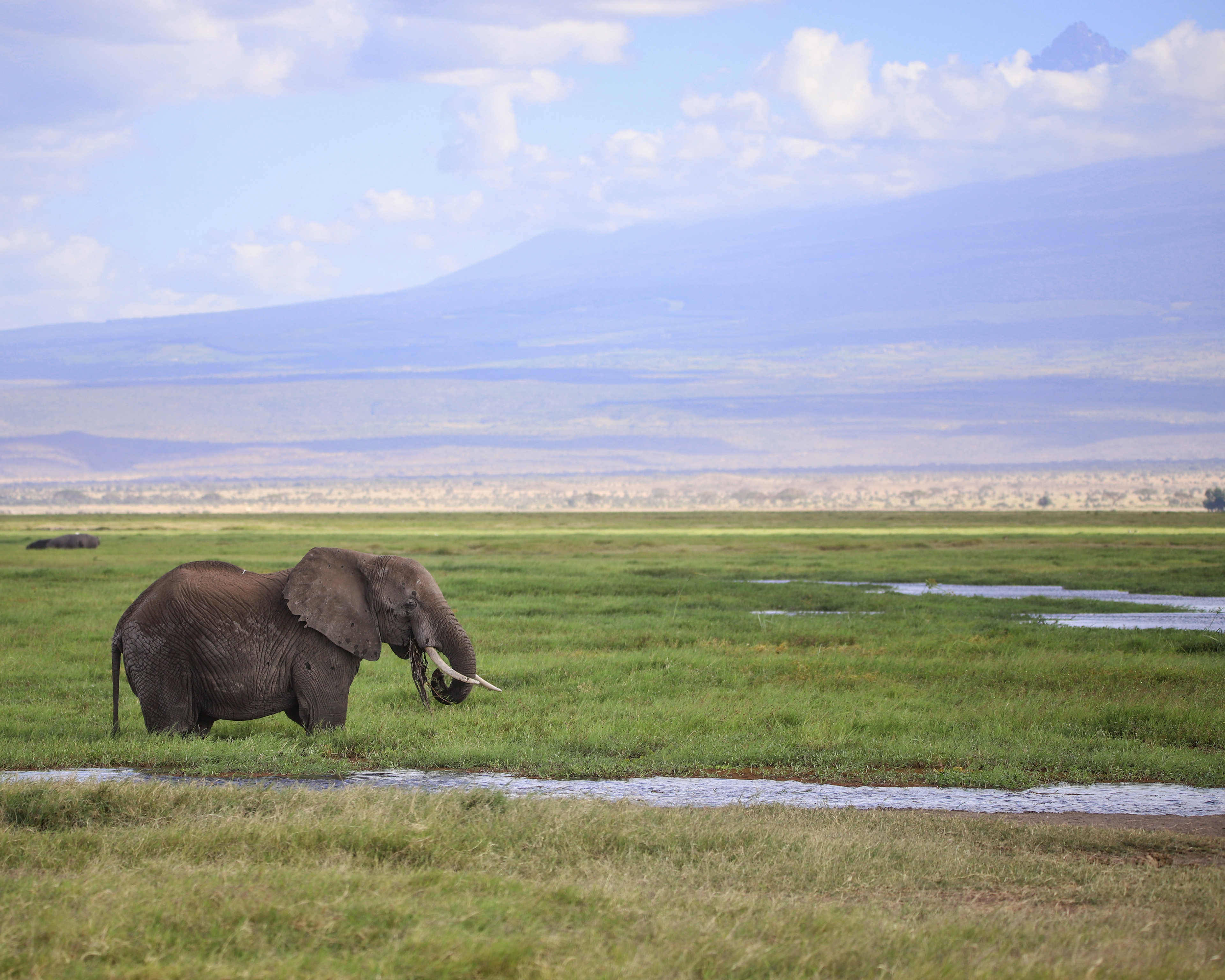 Swamp Elephant ©MomentsbyHeatherNicole